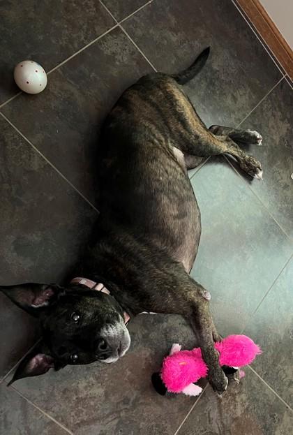 Agnes, a Adoptable mixed breed in Kansas City, MO image 1/3