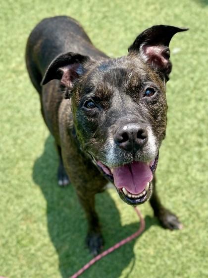 Agnes, a Adoptable mixed breed in Kansas City, MO image 2/3
