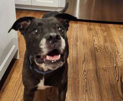 Agnes, a Adoptable mixed breed in Kansas City, MO image 2/3