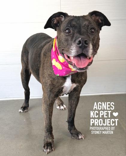 Agnes, a Adoptable mixed breed in Kansas City, MO image 2/3