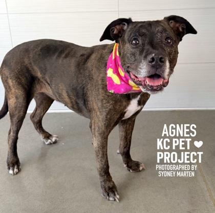 Agnes, a Adoptable mixed breed in Kansas City, MO image 3/3