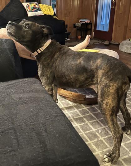 Agnes, a Adoptable mixed breed in Kansas City, MO image 3/3