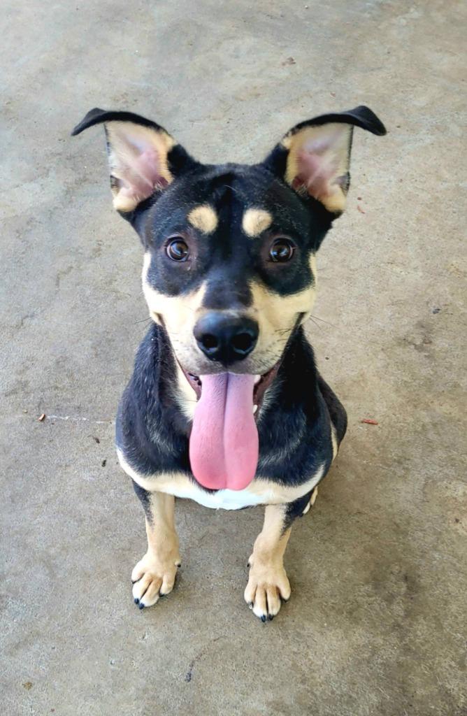SCRUFF RUFFERTON, ATTORNEY AT LAW, Adoptable, Young Male Mixed Breed.