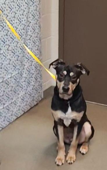 Enlarge SCRUFF RUFFERTON, ATTORNEY AT LAW, a Adoptable mixed breed in Rome, GA image 1/1