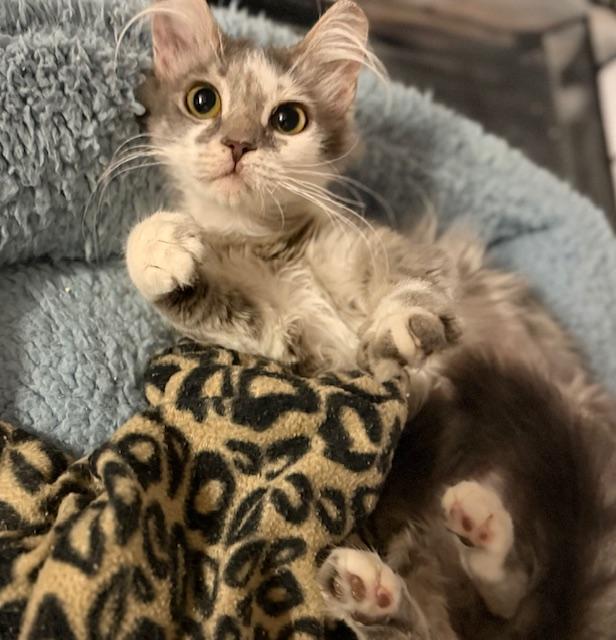 Lady G, adopted, Kitten Female Domestic Medium Hair.