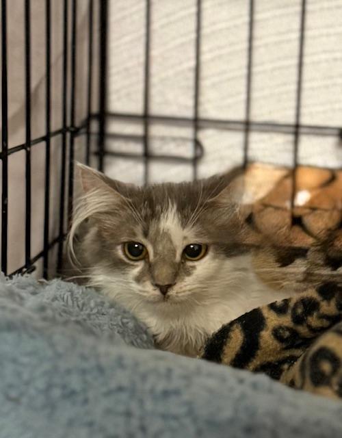 Enlarge Lady G, an adopted Domestic Medium Hair in Mount Pleasant, SC image 2/5