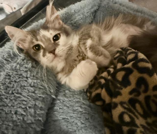 Enlarge Lady G, an adopted Domestic Medium Hair in Mount Pleasant, SC image 5/5