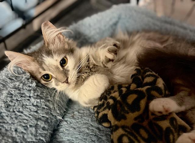 Enlarge Lady G, an adopted Domestic Medium Hair in Mount Pleasant, SC image 4/5