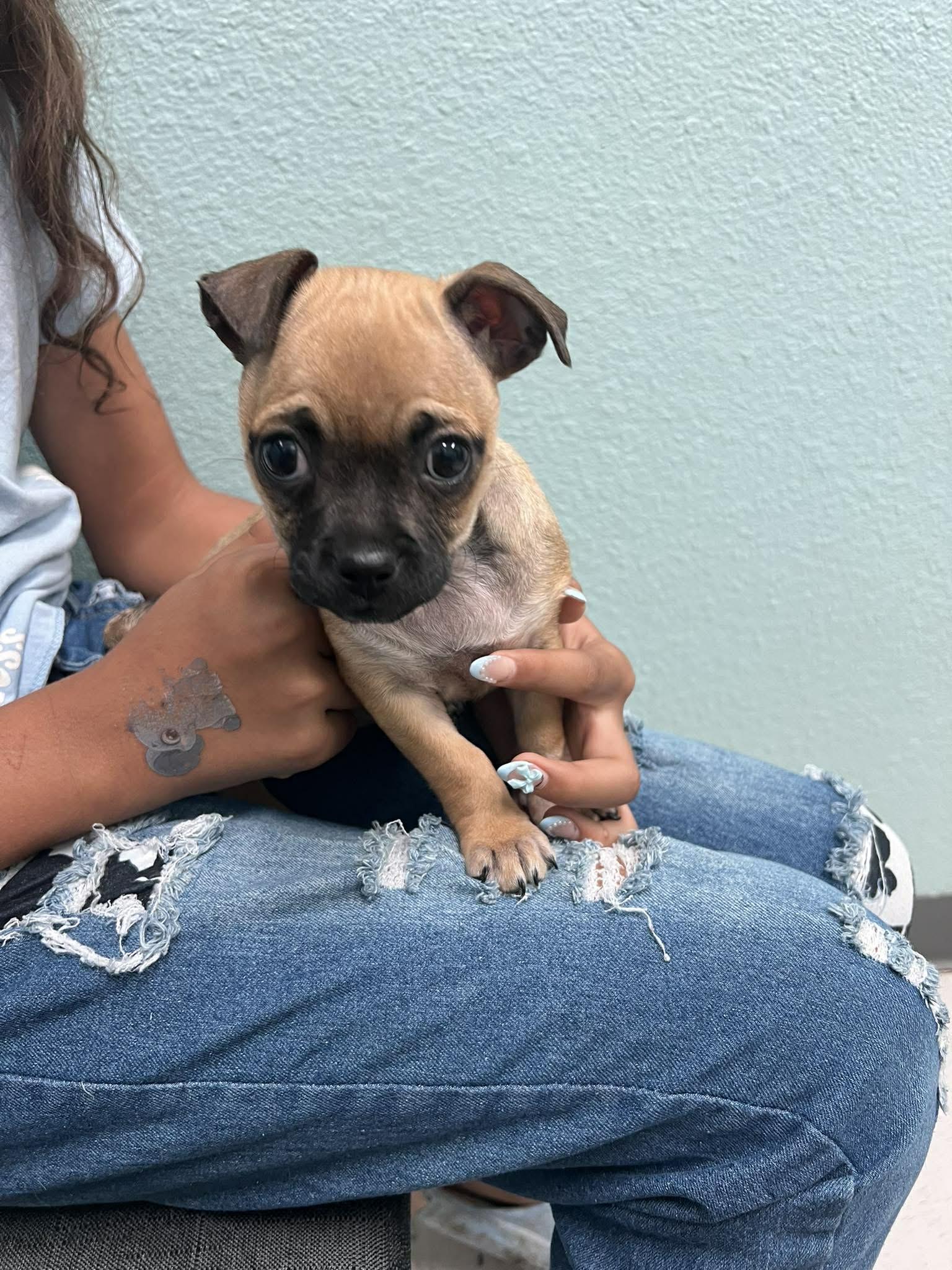 Rhea, ADOPTABLE, Puppy Female Pug & Chihuahua.