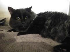 Evan, Adoptable, Young Male Domestic Medium Hair.
