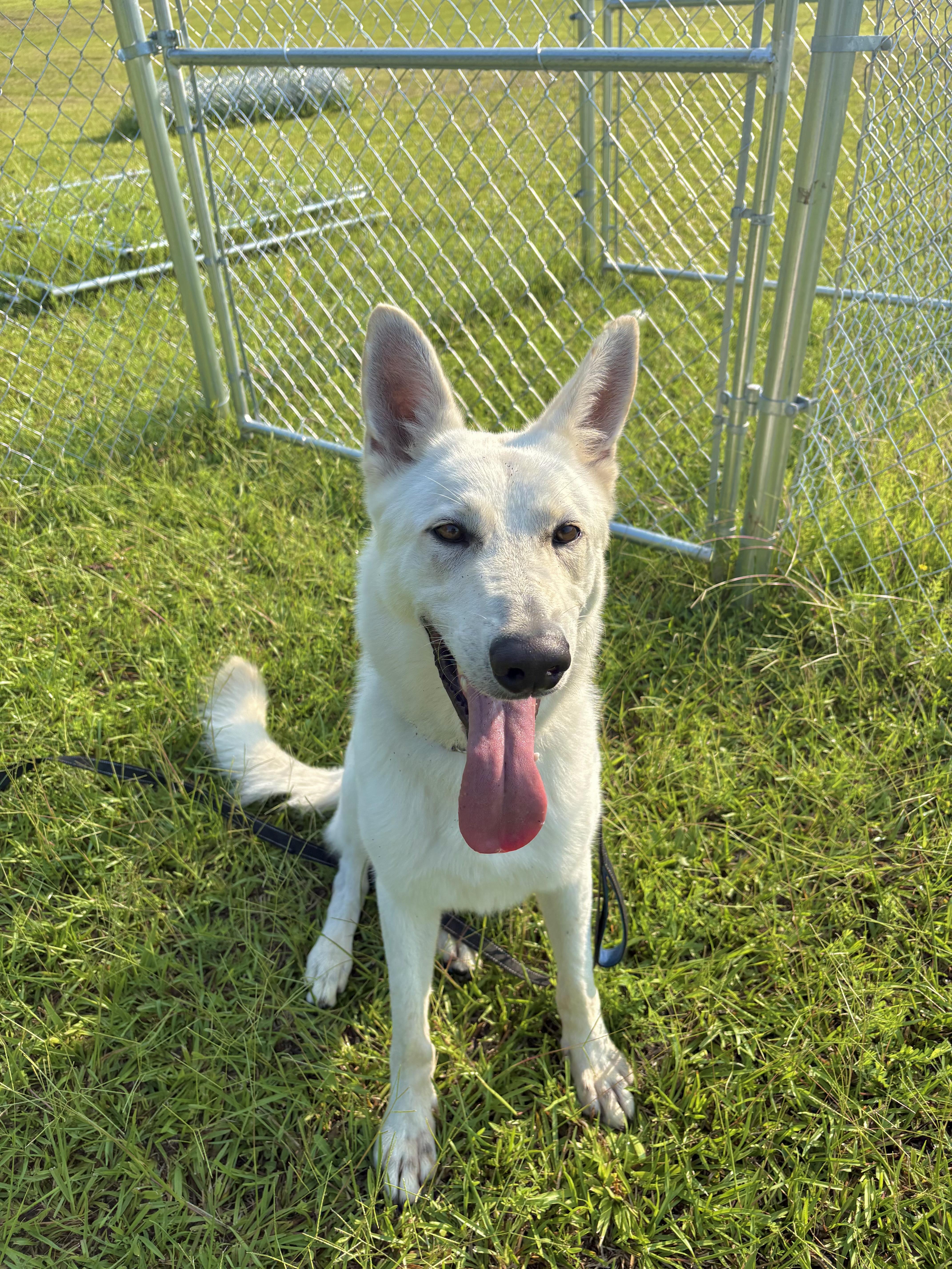 Titus, a ADOPTABLE German Shepherd Dog in Winnsboro, SC image 3/5