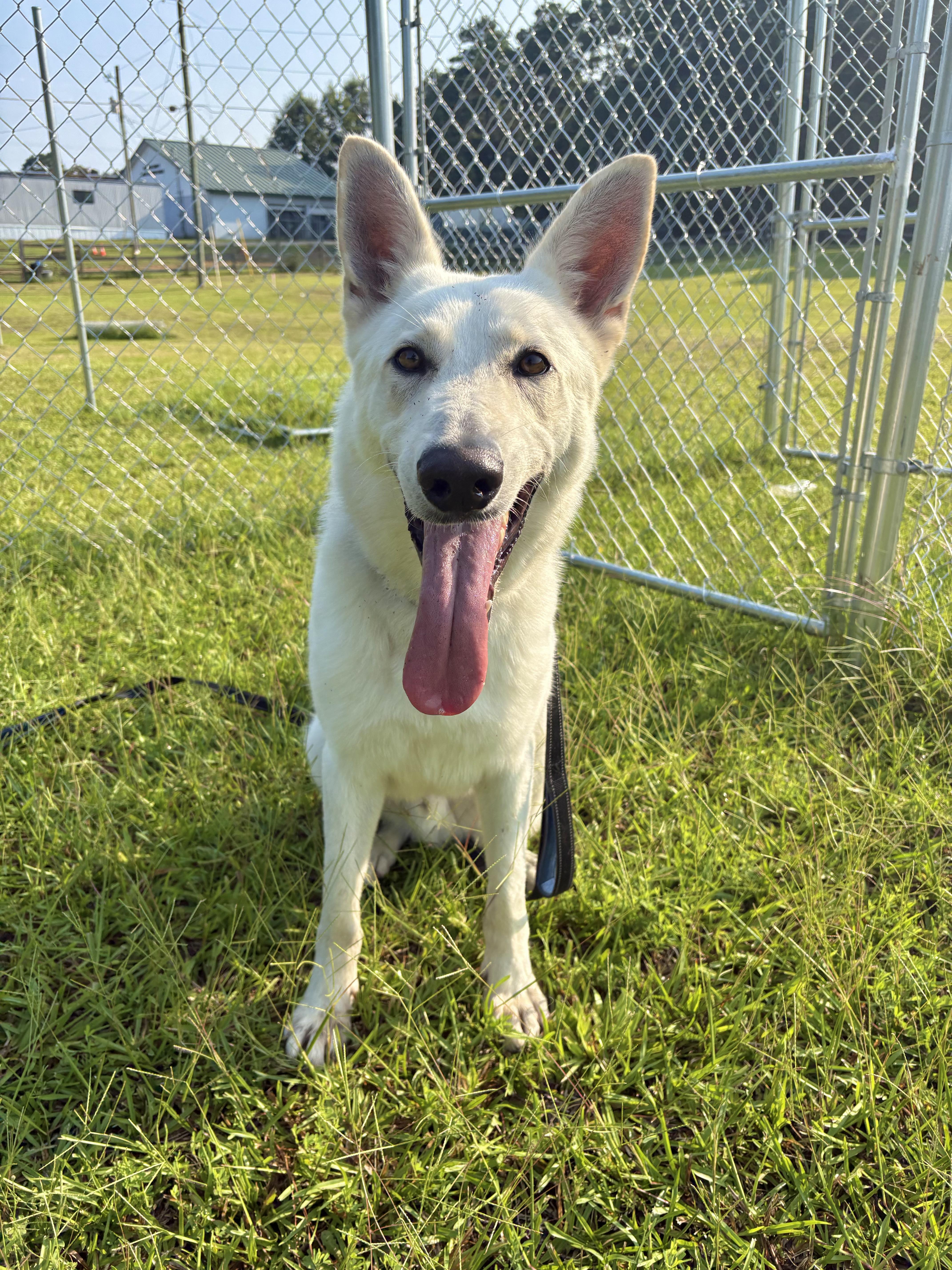 Titus, ADOPTABLE, Young Male German Shepherd Dog.