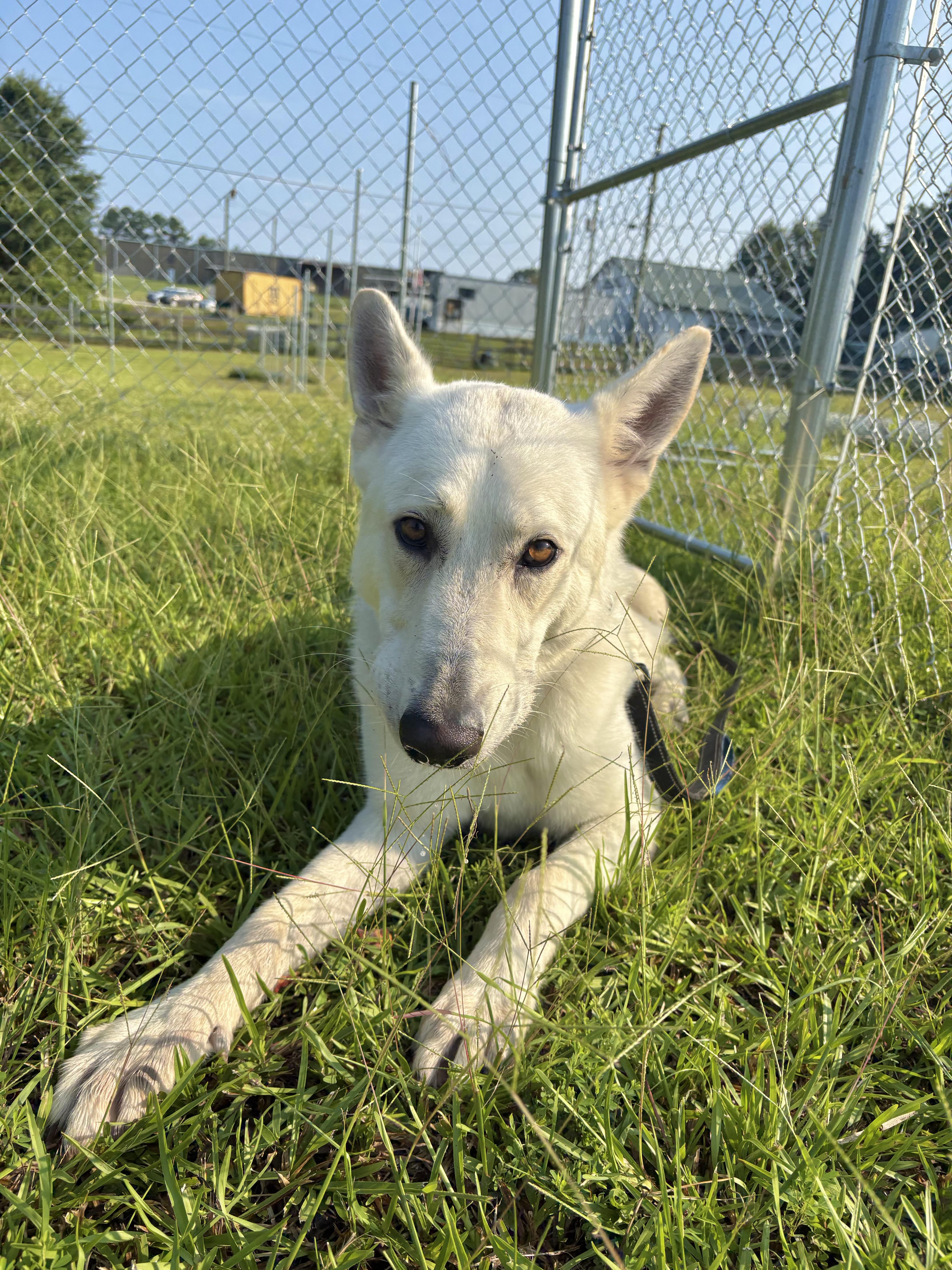 Titus, a ADOPTABLE German Shepherd Dog in Winnsboro, SC image 4/5