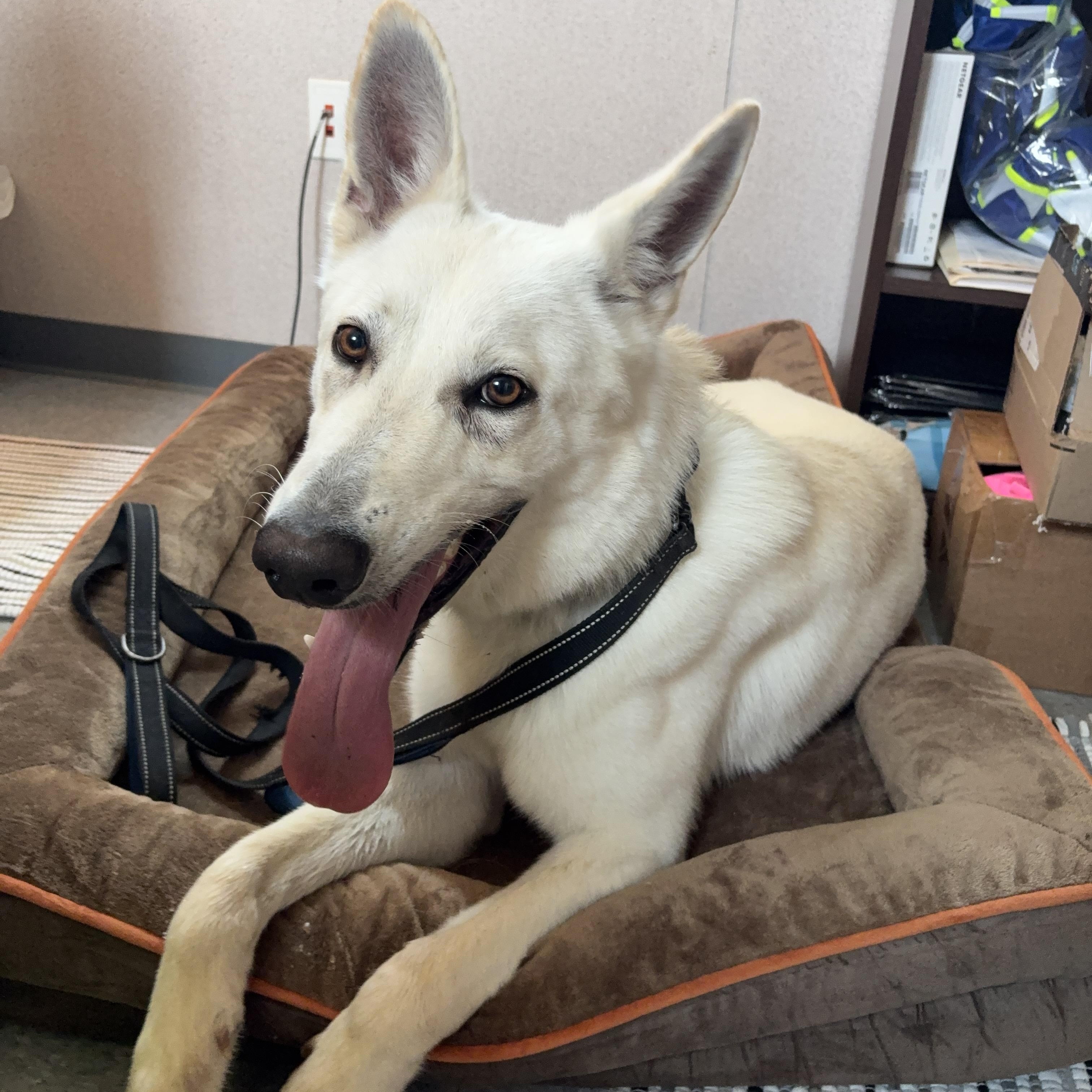 Titus, a ADOPTABLE German Shepherd Dog in Winnsboro, SC image 2/5