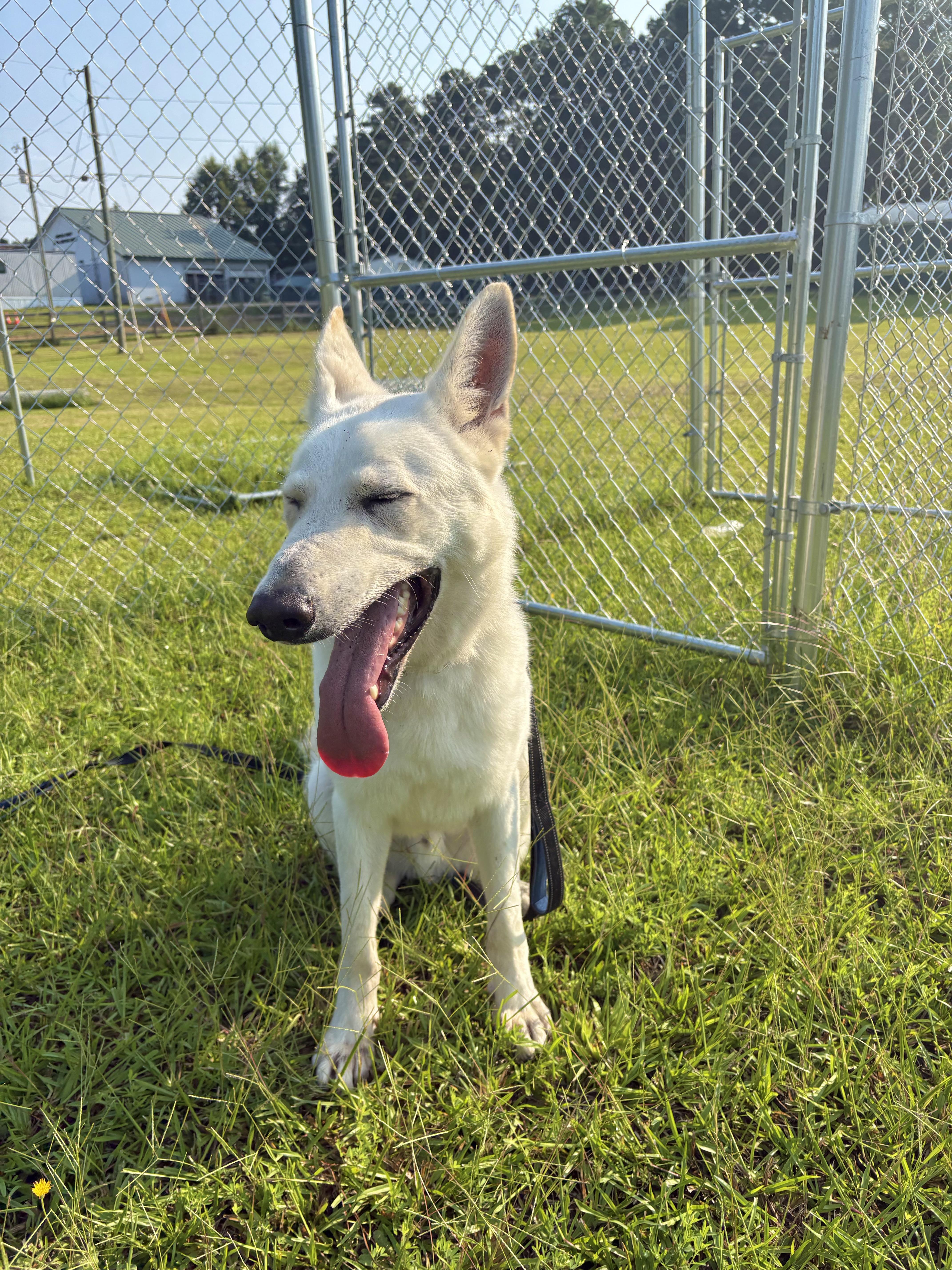 Titus, a ADOPTABLE German Shepherd Dog in Winnsboro, SC image 5/5