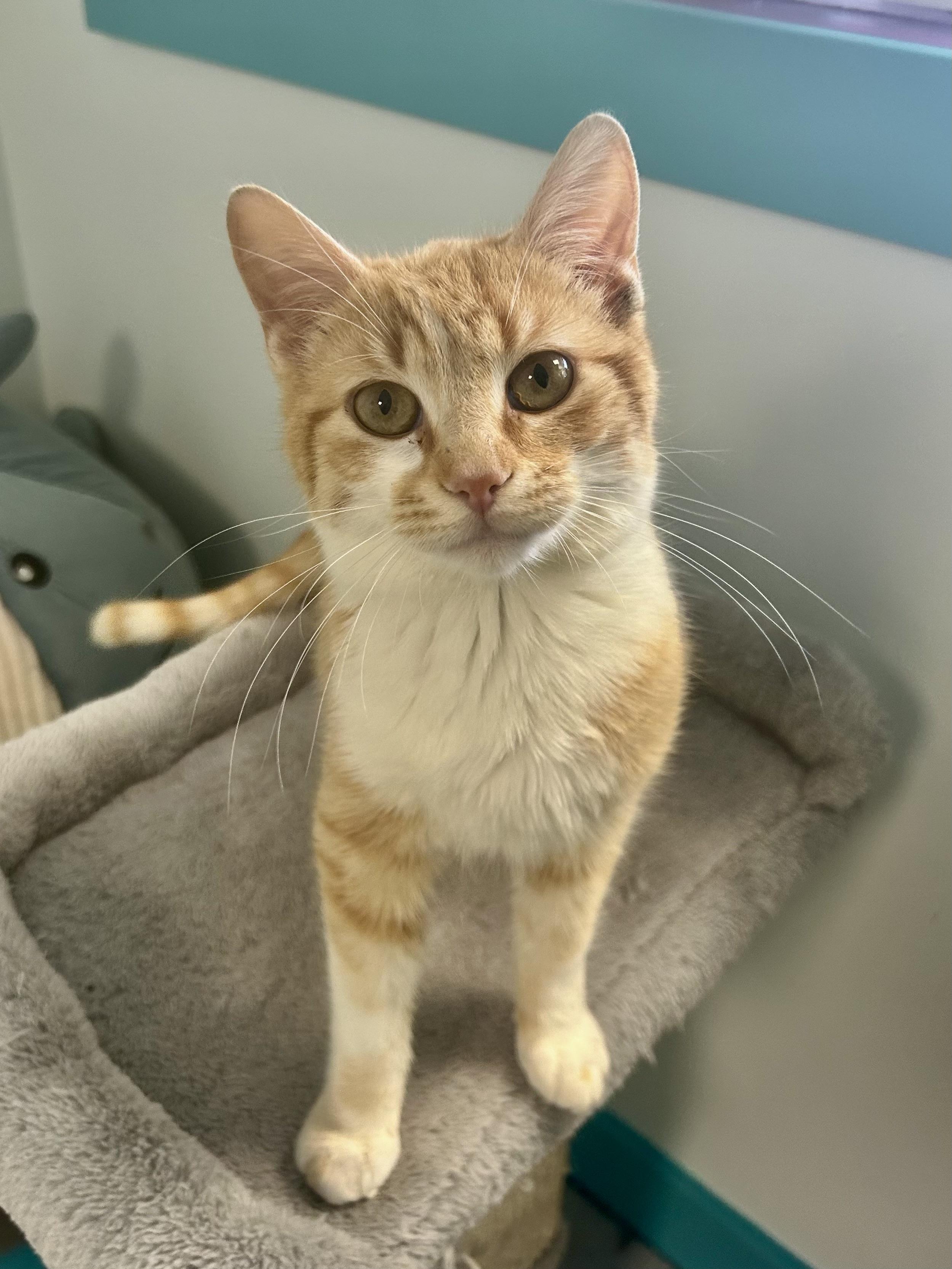 Enlarge Manta, an adopted Tabby in Grand Rapids, MI image 2/6