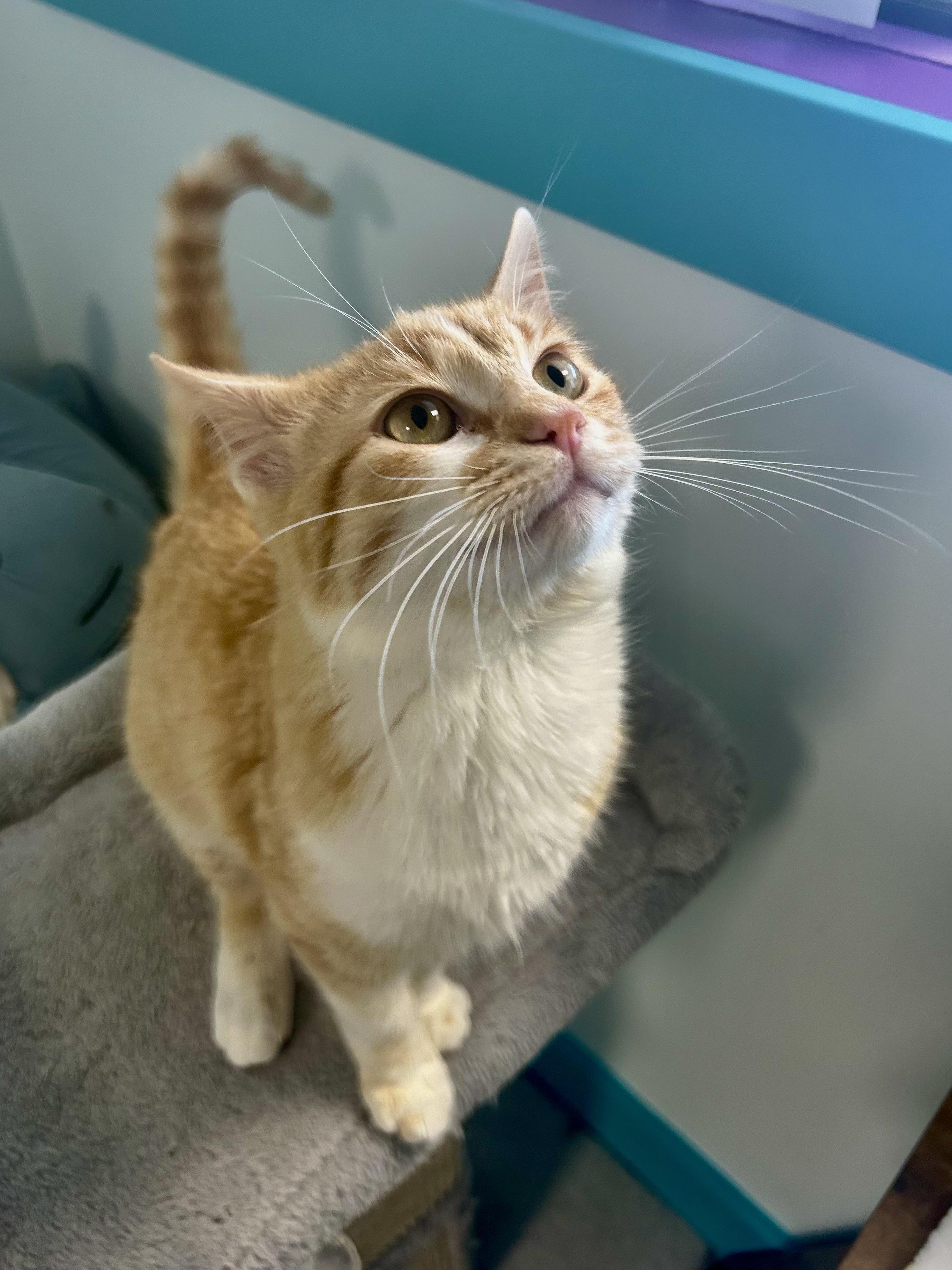 Enlarge Manta, an adopted Tabby in Grand Rapids, MI image 1/6