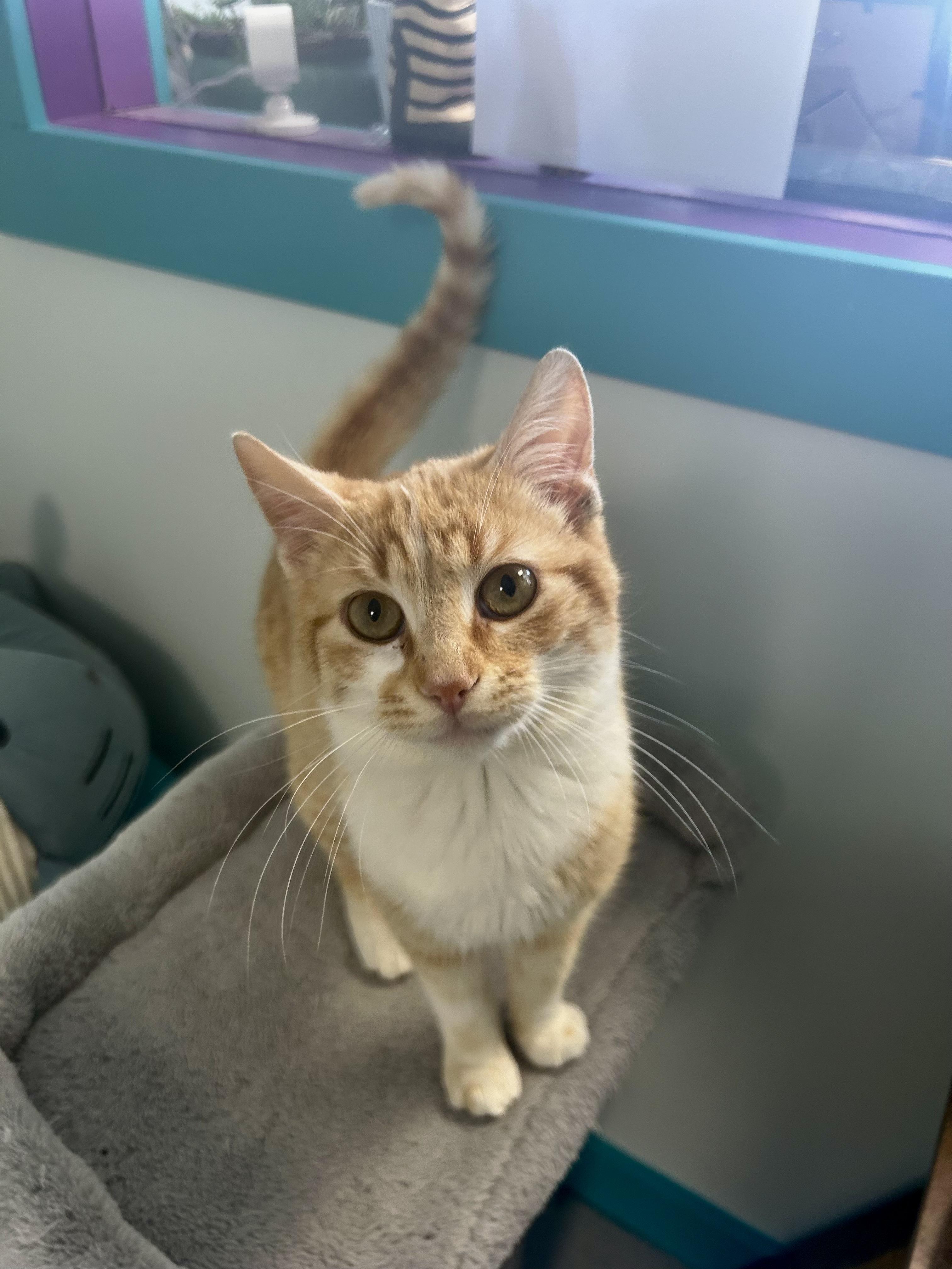 Enlarge Manta, an adopted Tabby in Grand Rapids, MI image 6/6