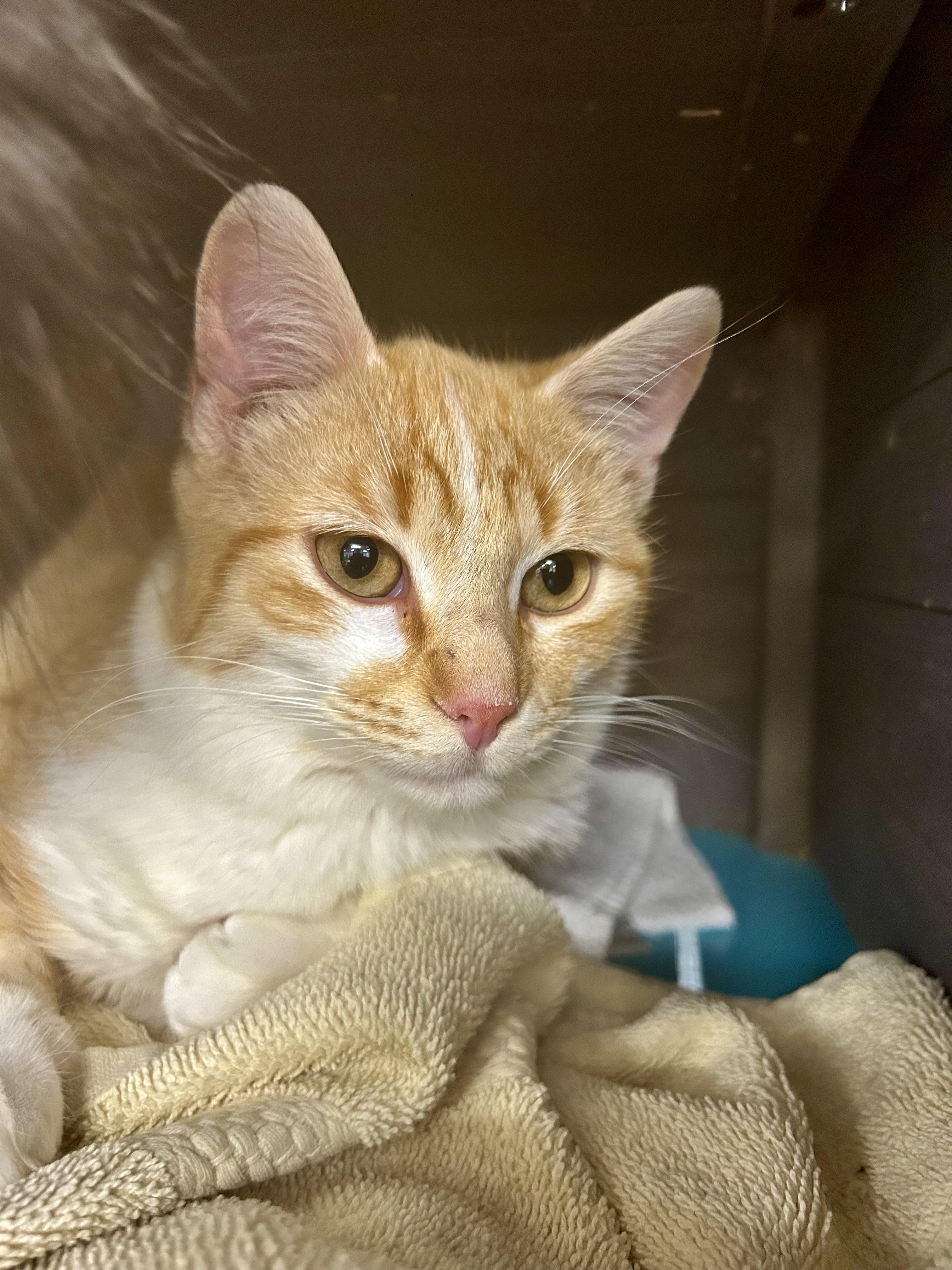 Enlarge Manta, an adopted Tabby in Grand Rapids, MI image 3/6