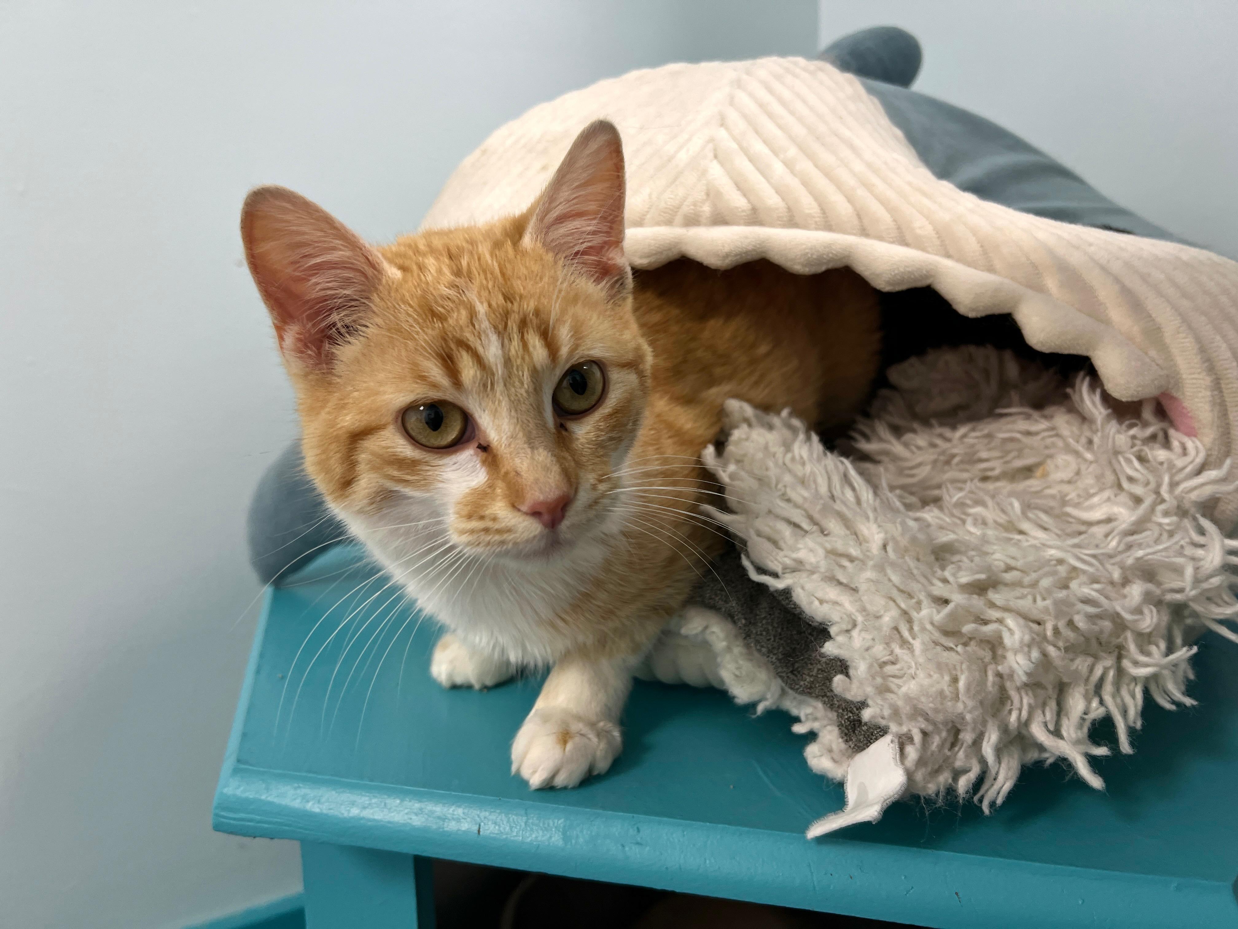 Enlarge Manta, an adopted Tabby in Grand Rapids, MI image 4/6