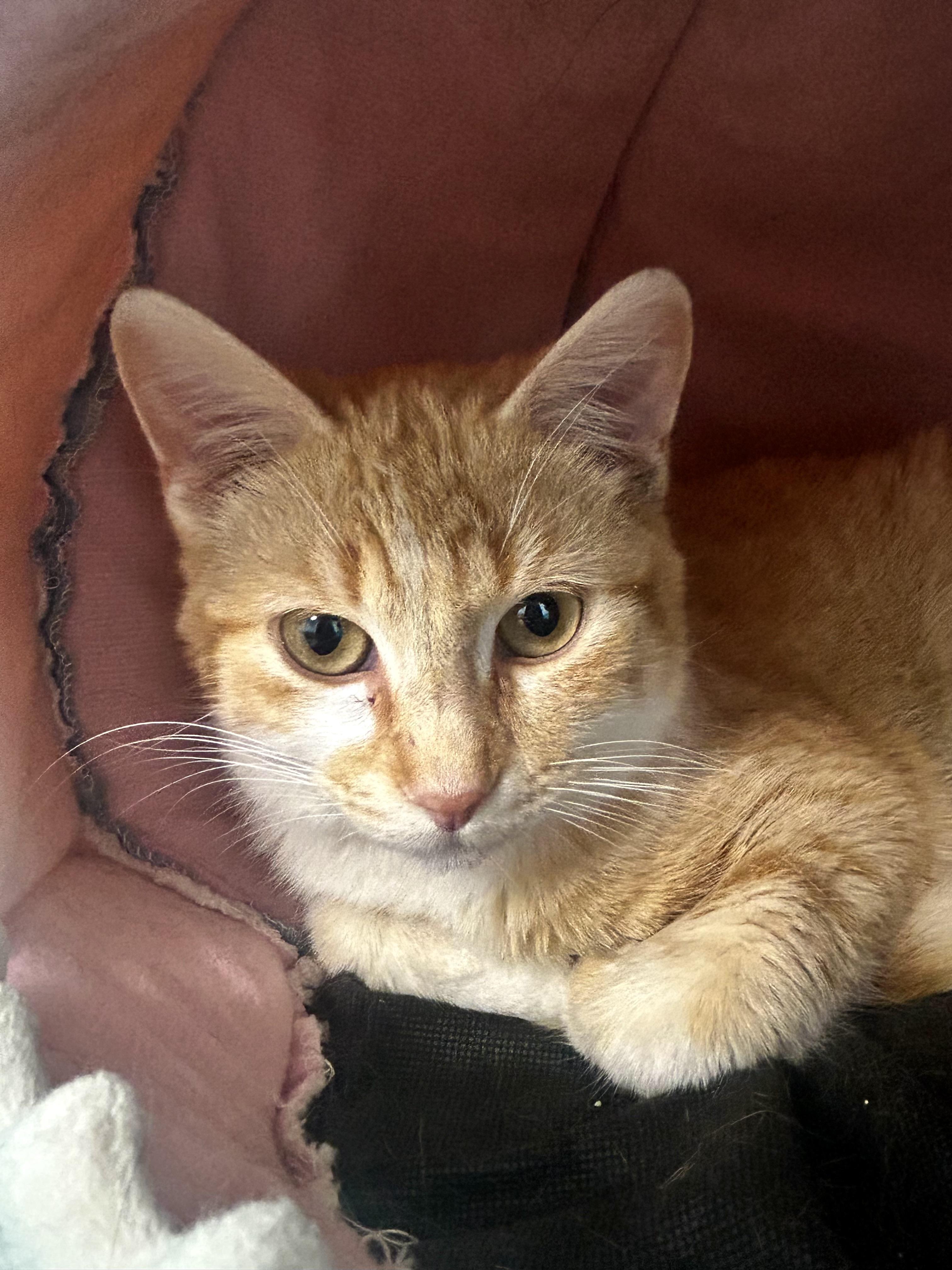 Enlarge Manta, an adopted Tabby in Grand Rapids, MI image 5/6