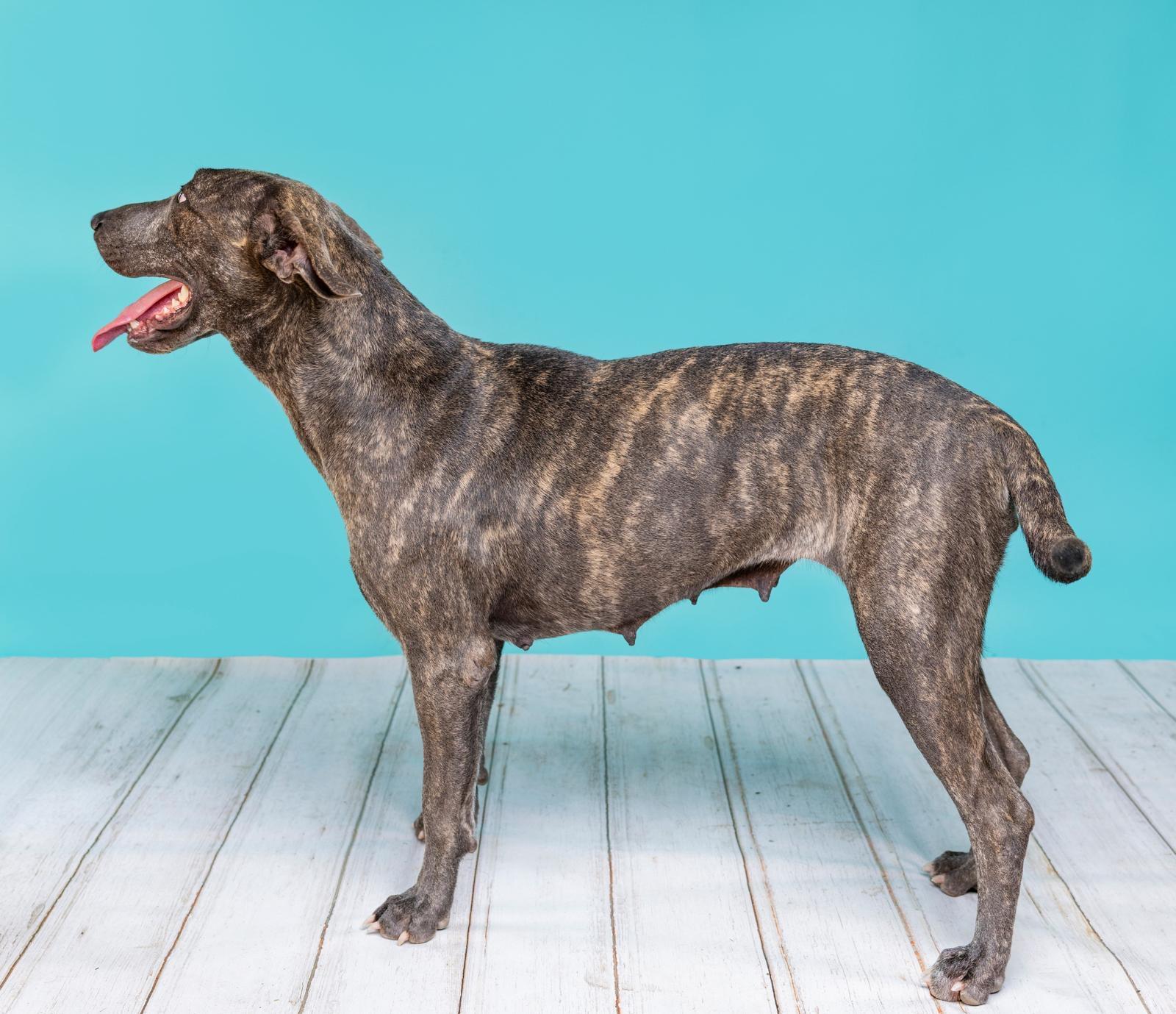 Enlarge Maya, a Adoptable mixed breed in Chicago, IL image 2/2