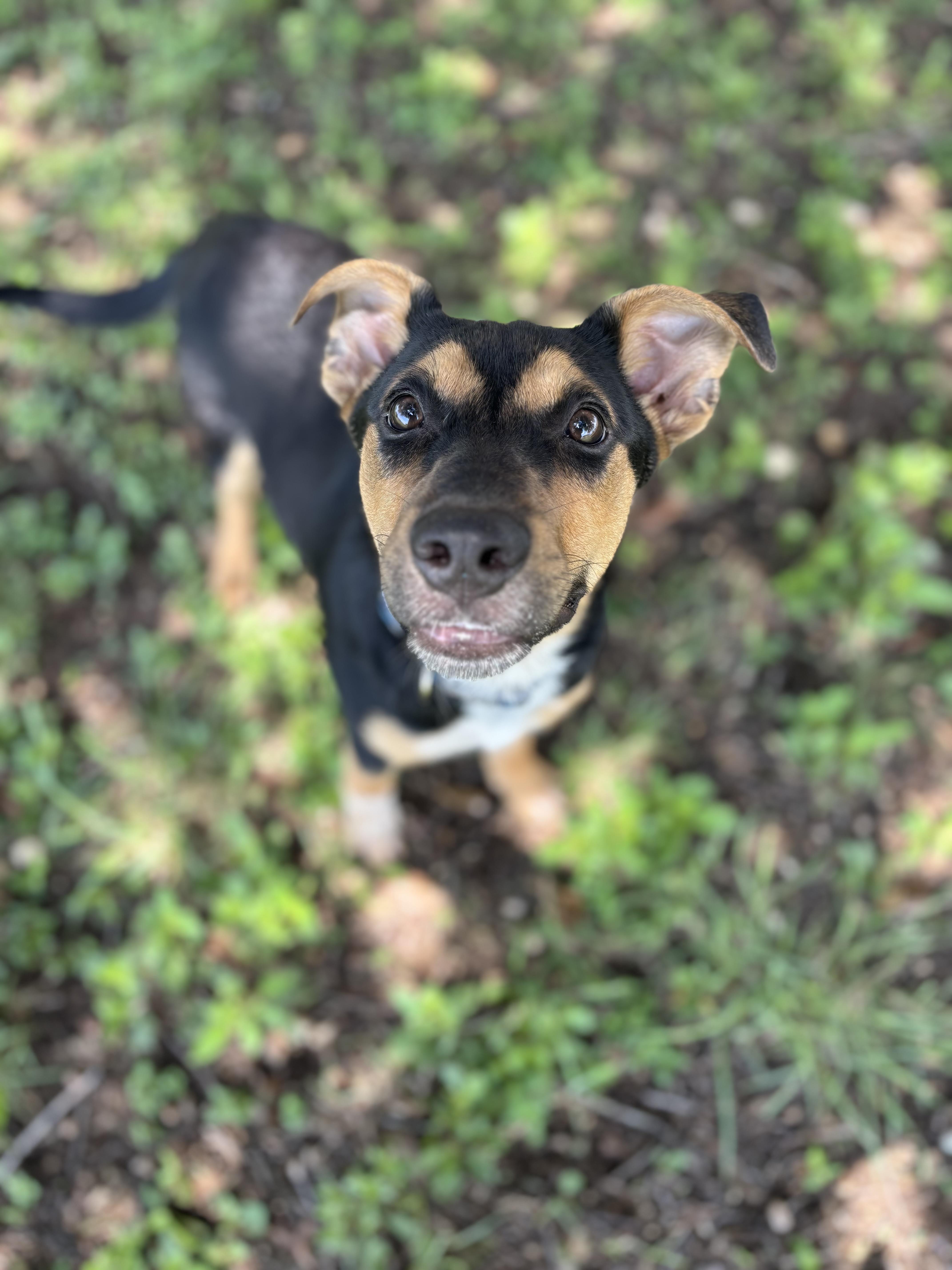 Enlarge Romeo, an adopted mixed breed in Gatesville, TX image 2/4