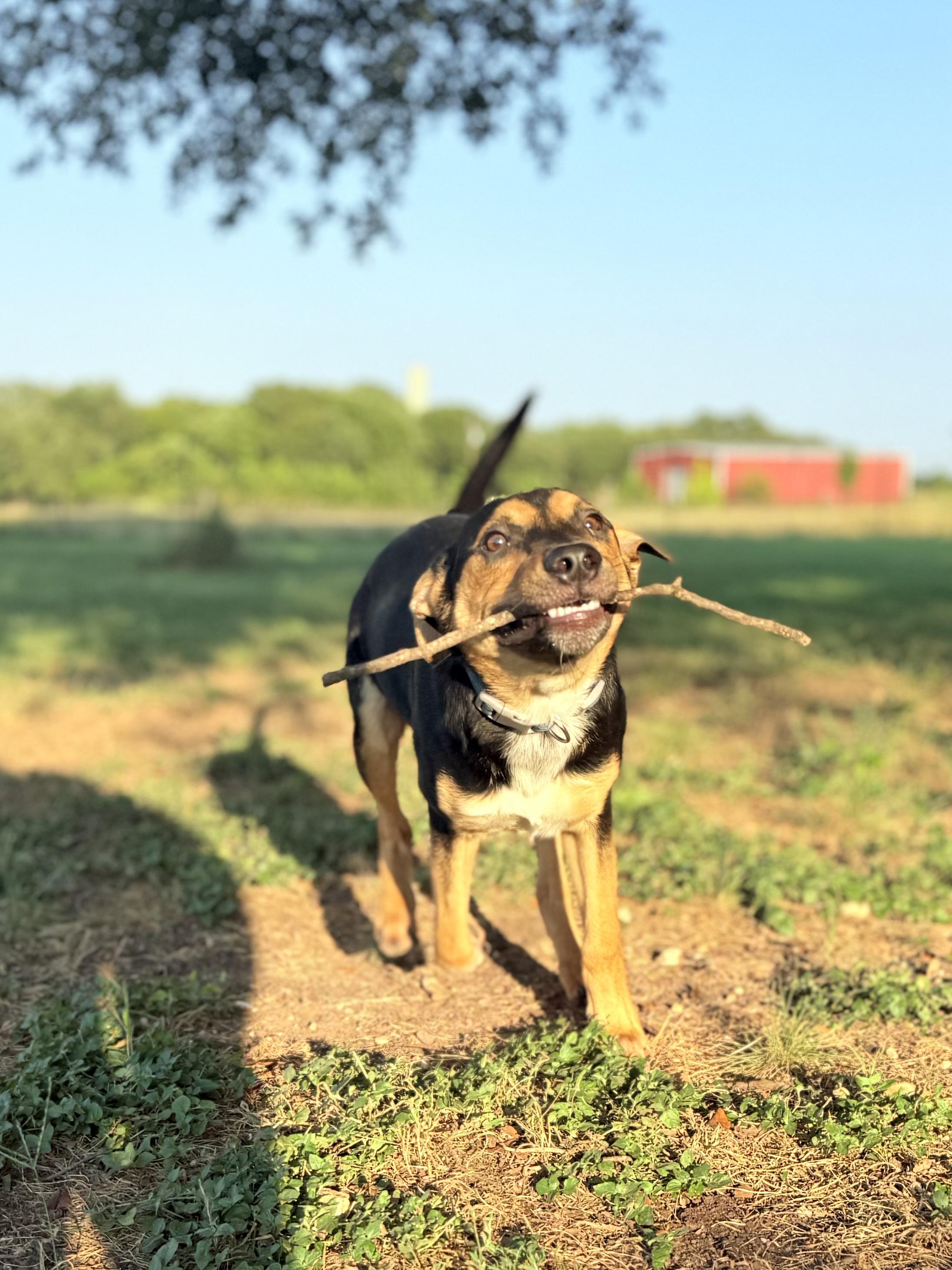 Enlarge Romeo, an adopted mixed breed in Gatesville, TX image 3/4
