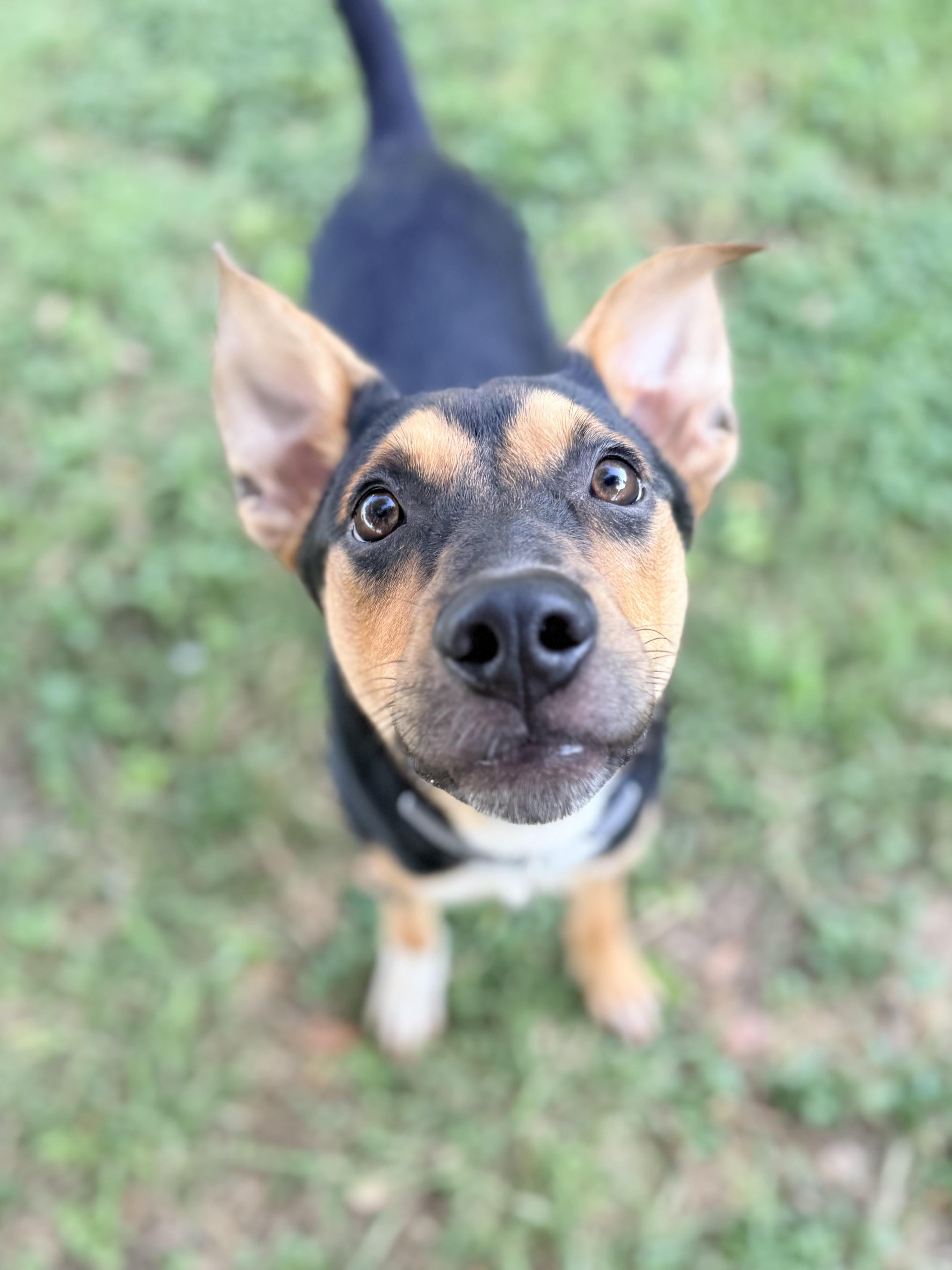 Enlarge Romeo, an adopted mixed breed in Gatesville, TX image 1/4