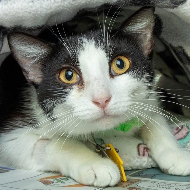 PETRA, Adoptable, Young Female Domestic Short Hair.