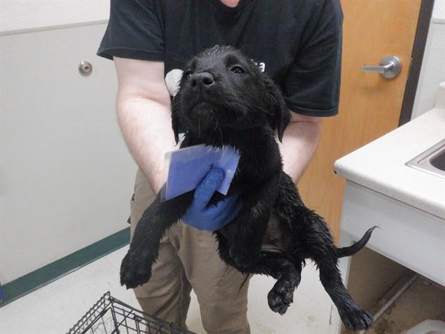 Enlarge LILY, a Adoptable mixed breed in Oroville, CA image 1/1