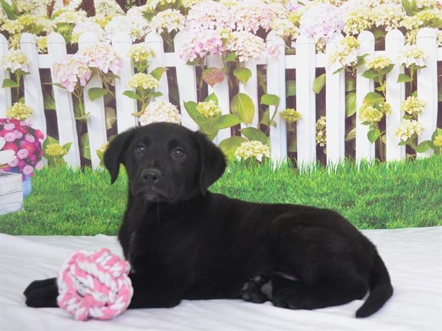 LILY, Adoptable, Puppy Female Labrador Retriever & Australian Cattle Dog / Blue Heeler.