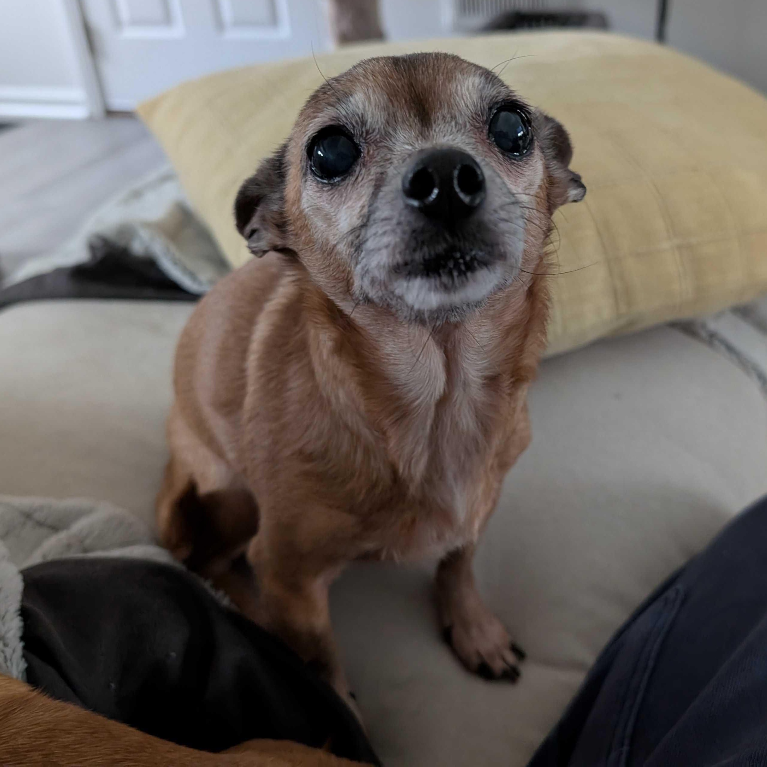 Enlarge Prissy, a Adoptable mixed breed in Greensboro, NC image 1/2