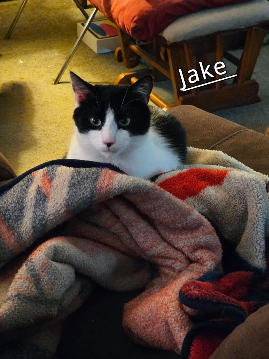 Enlarge Boo & Jake 2 year old bonded pair, a Adoptable Domestic Short Hair in Enfield, CT image 2/5