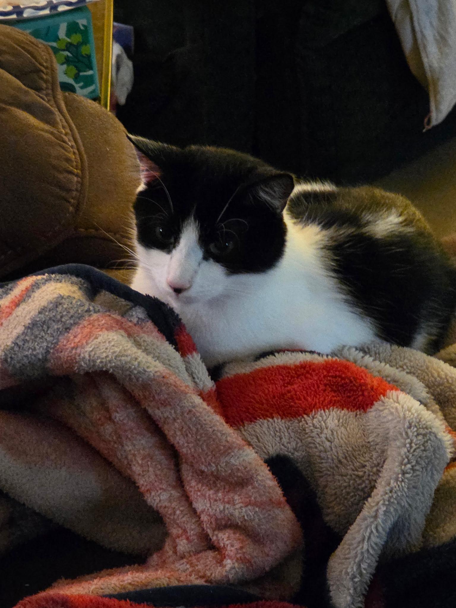 Enlarge Boo & Jake 2 year old bonded pair, a Adoptable Domestic Short Hair in Enfield, CT image 3/5