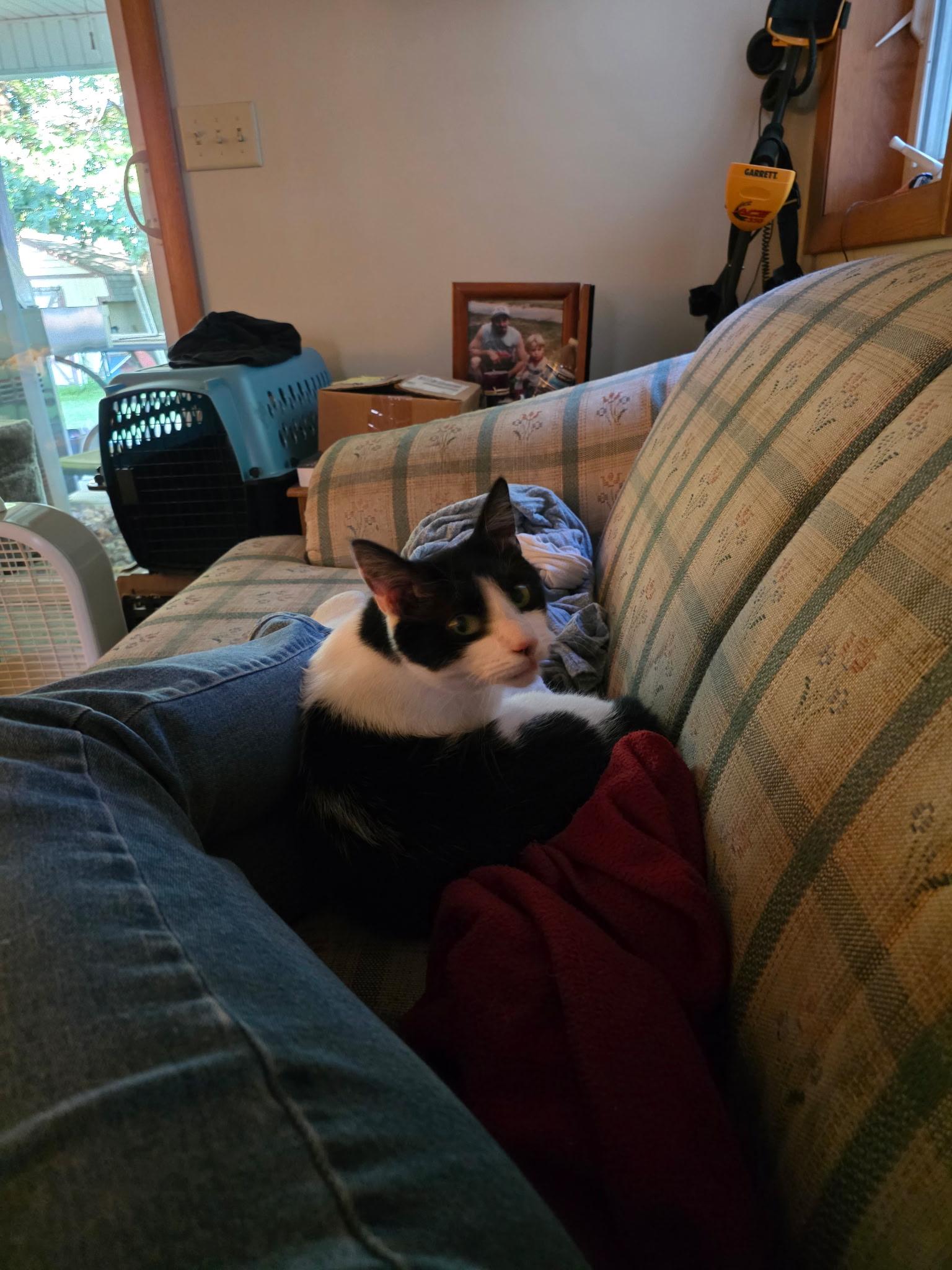 Enlarge Boo & Jake 2 year old bonded pair, a Adoptable Domestic Short Hair in Enfield, CT image 4/5