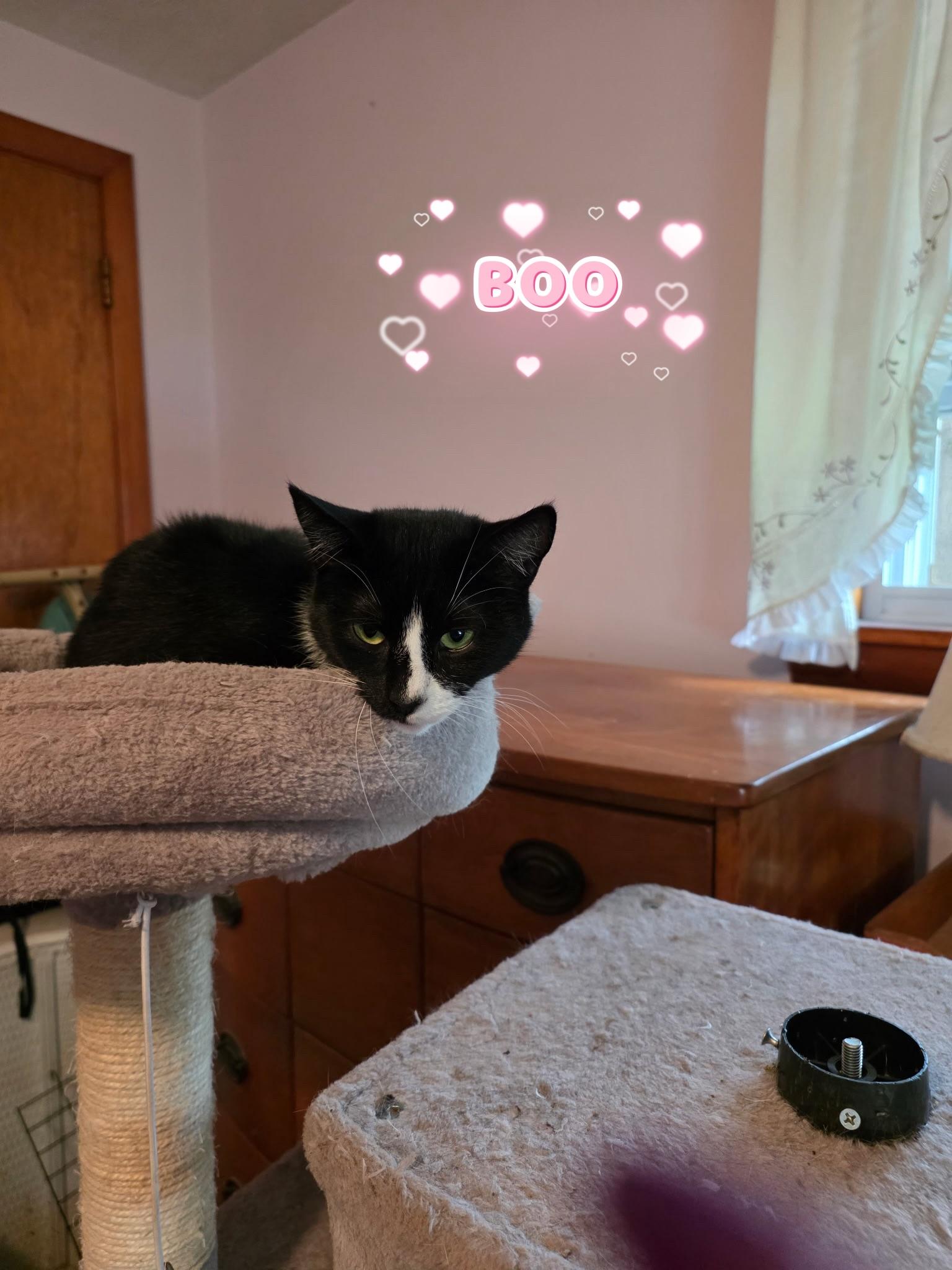 Enlarge Boo & Jake 2 year old bonded pair, a Adoptable Domestic Short Hair in Enfield, CT image 5/5