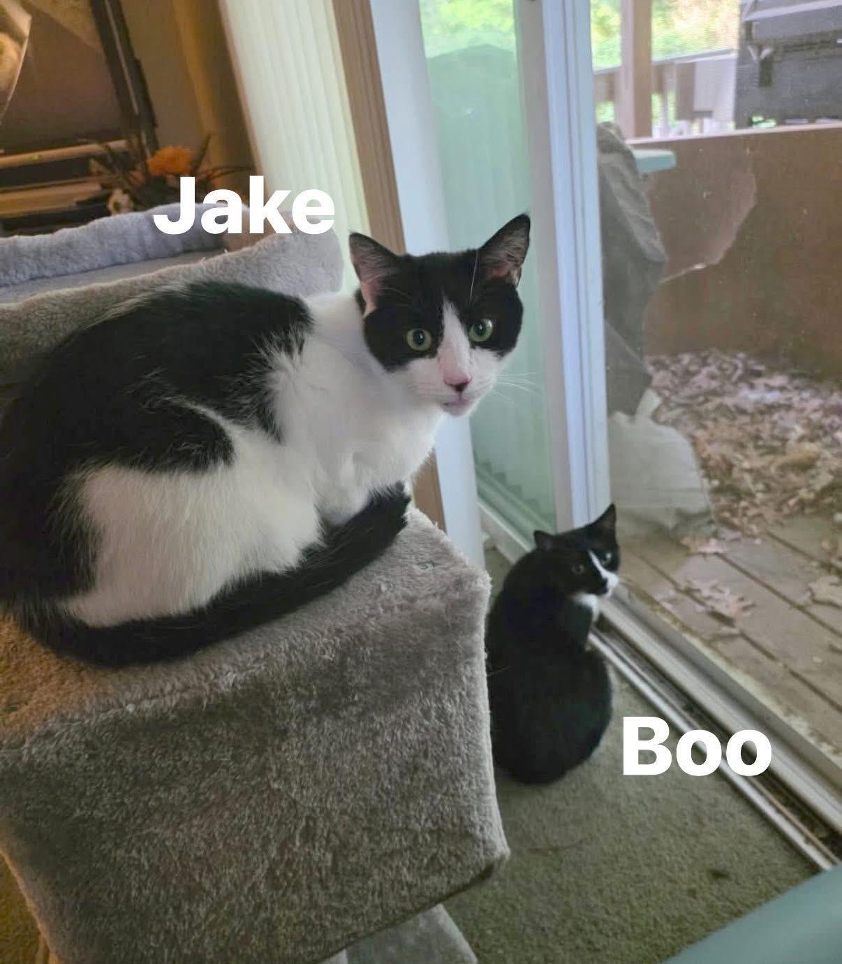 Enlarge Boo & Jake 2 year old bonded pair, a Adoptable Domestic Short Hair in Enfield, CT image 1/5