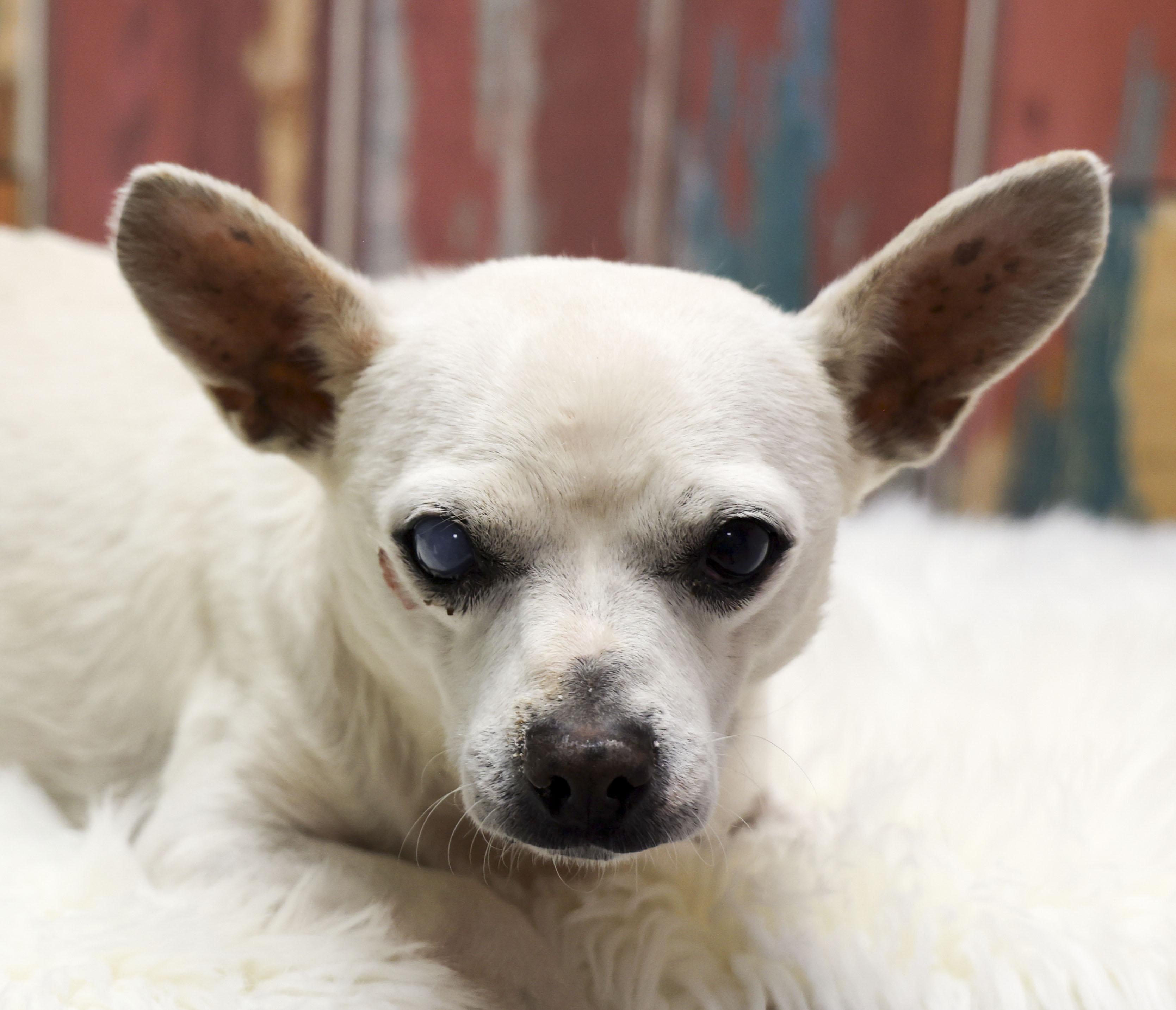 Enlarge Waldo, a Adoptable Chihuahua in Casa Grande, AZ image 3/4