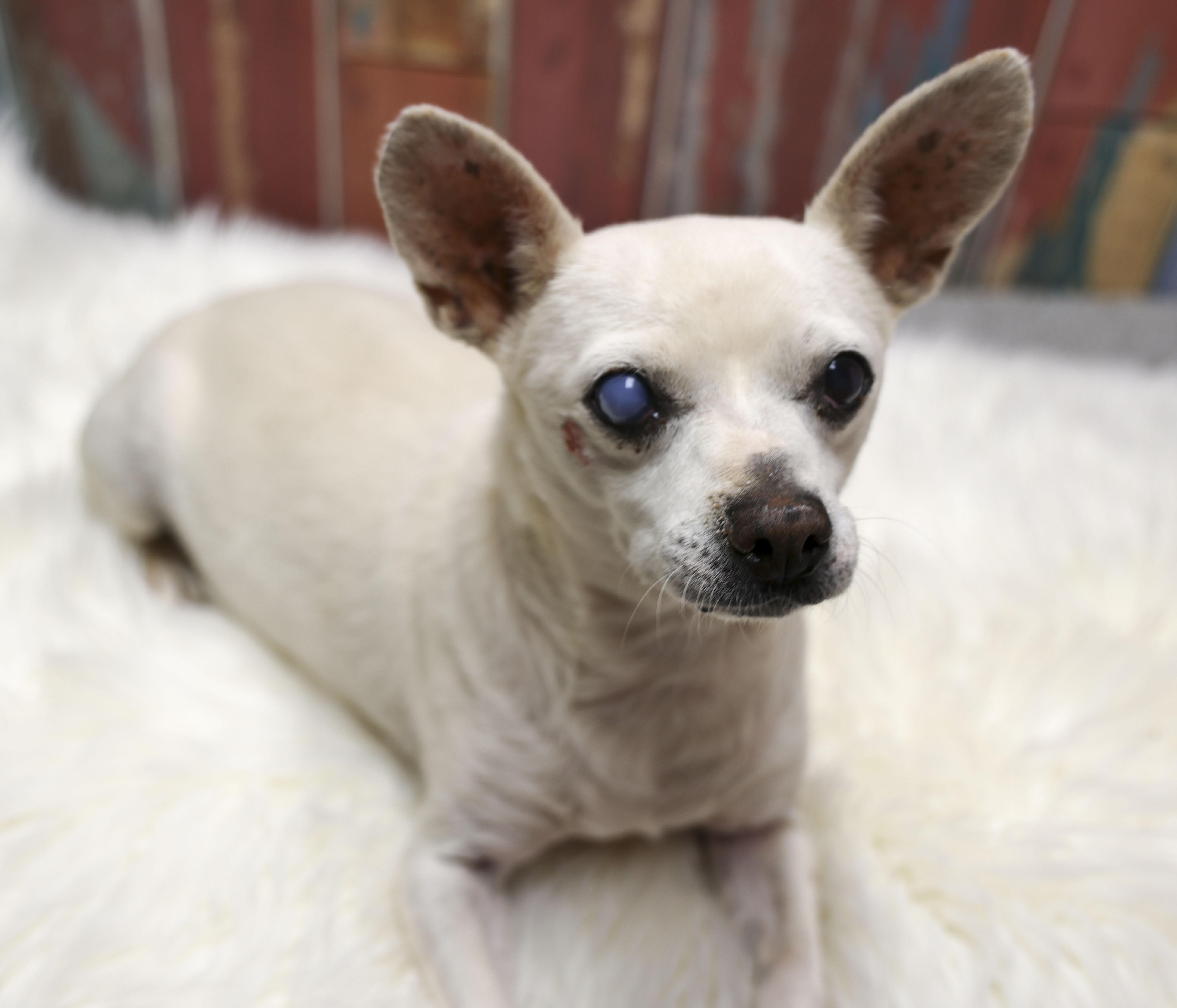 Enlarge Waldo, a Adoptable Chihuahua in Casa Grande, AZ image 1/4