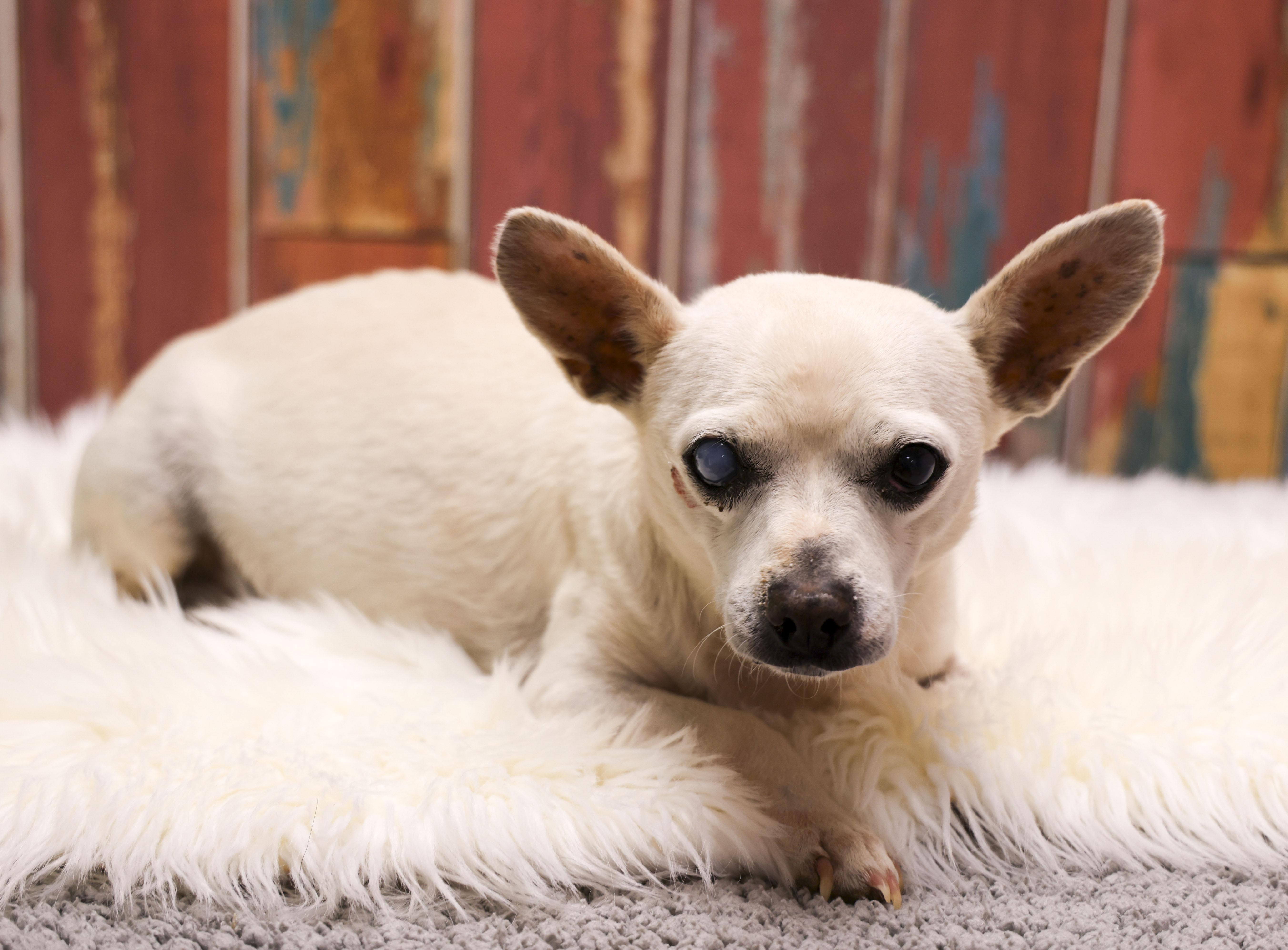 Enlarge Waldo, a Adoptable Chihuahua in Casa Grande, AZ image 4/4