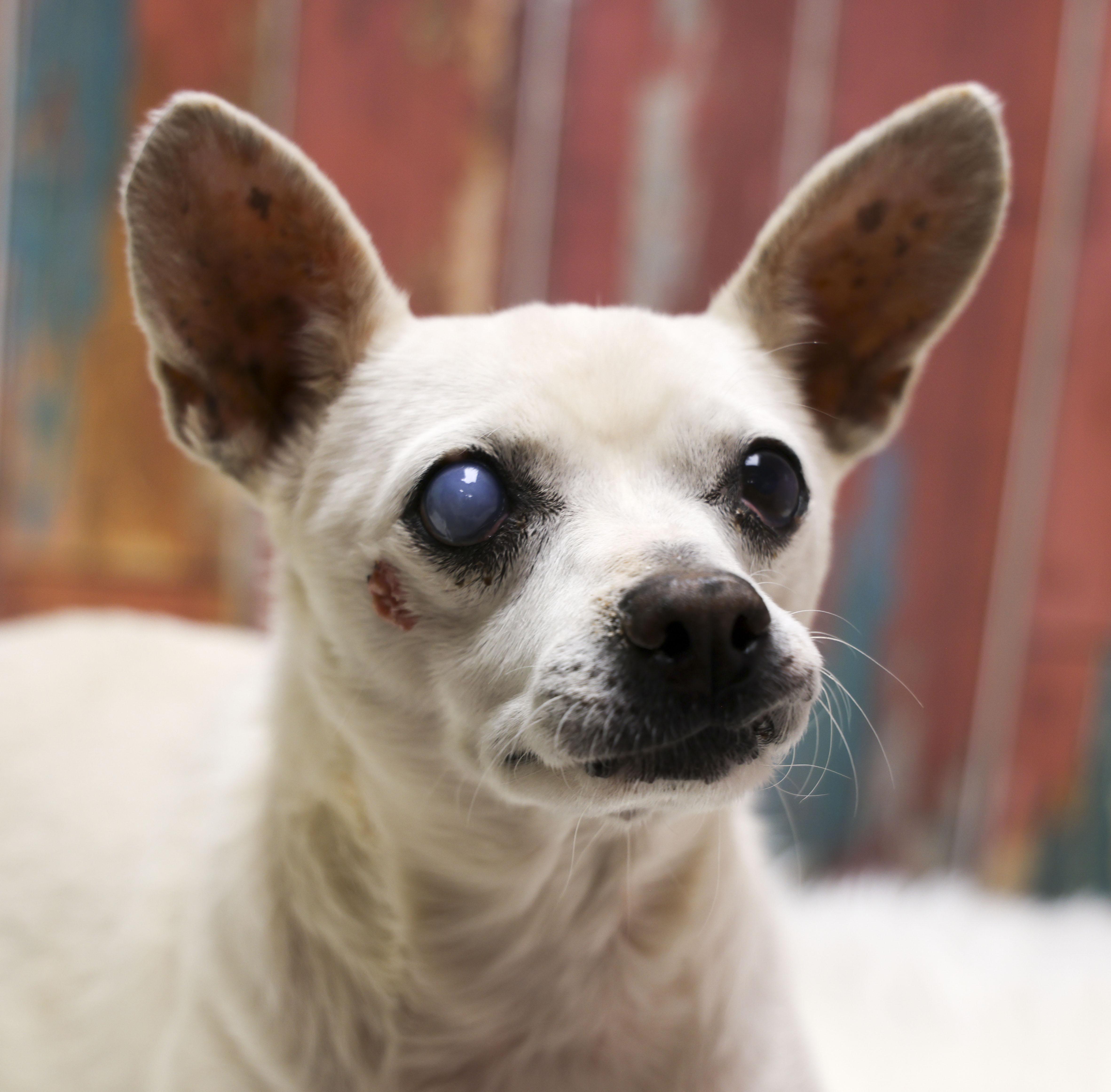 Enlarge Waldo, a Adoptable Chihuahua in Casa Grande, AZ image 2/4