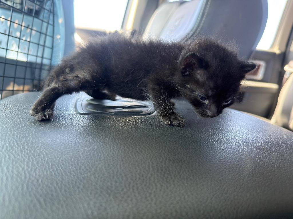 Miny, Adoptable, Kitten Male Domestic Short Hair.