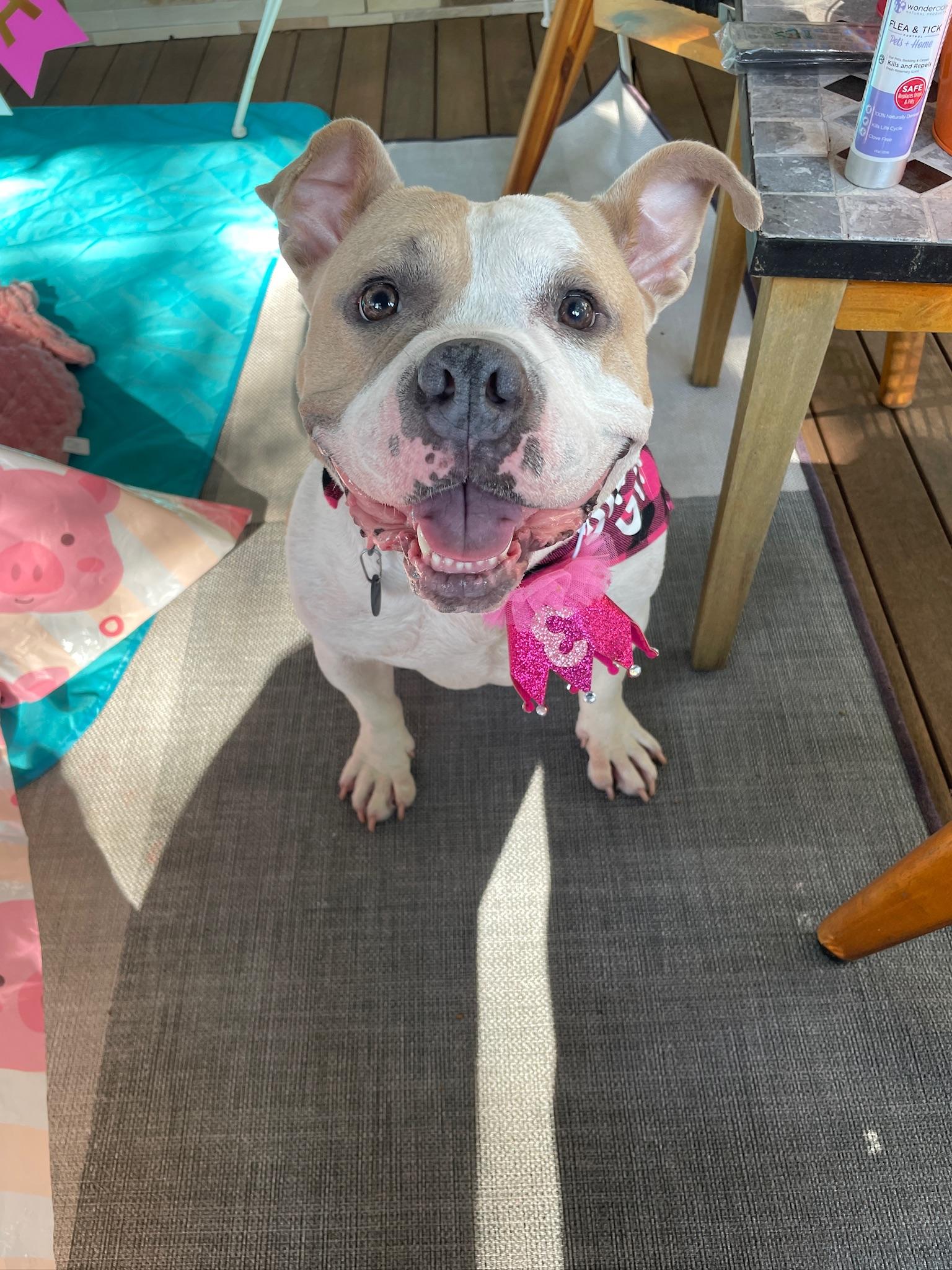 Remy the Piglet, ADOPTABLE, Young Female Bulldog & Pit Bull Terrier.