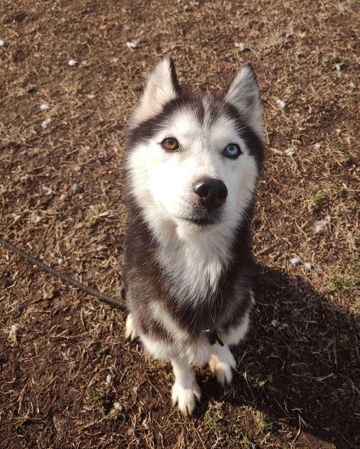 Enlarge Sasha, an adopted mixed breed in Cape May Court House, NJ image 2/3
