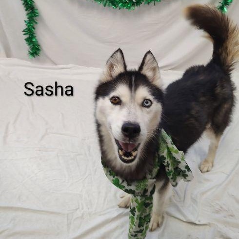Enlarge Sasha, an adopted mixed breed in Cape May Court House, NJ image 1/3