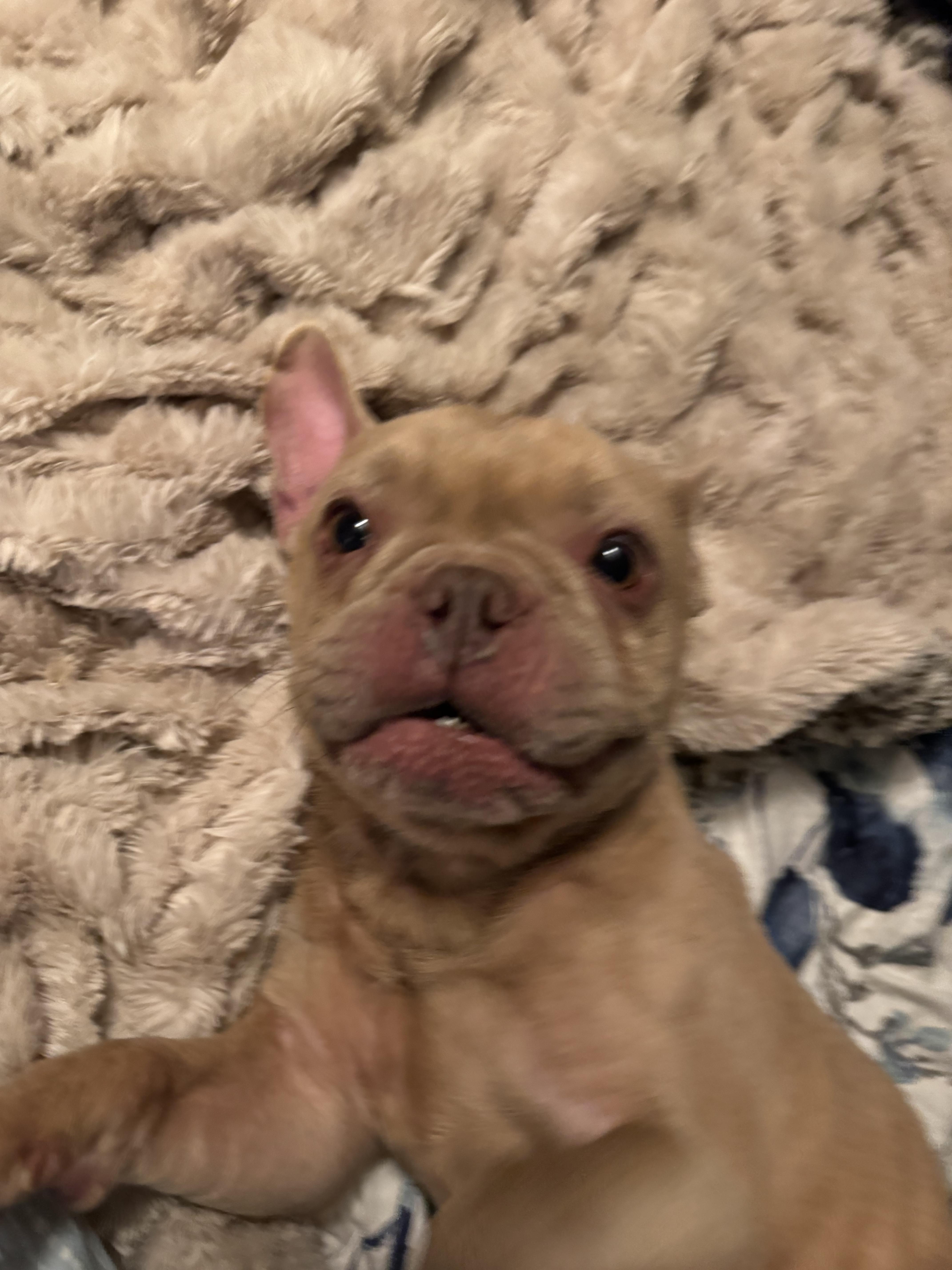 Enlarge Rocky, a Adoptable French Bulldog in North Freedom, WI image 3/3