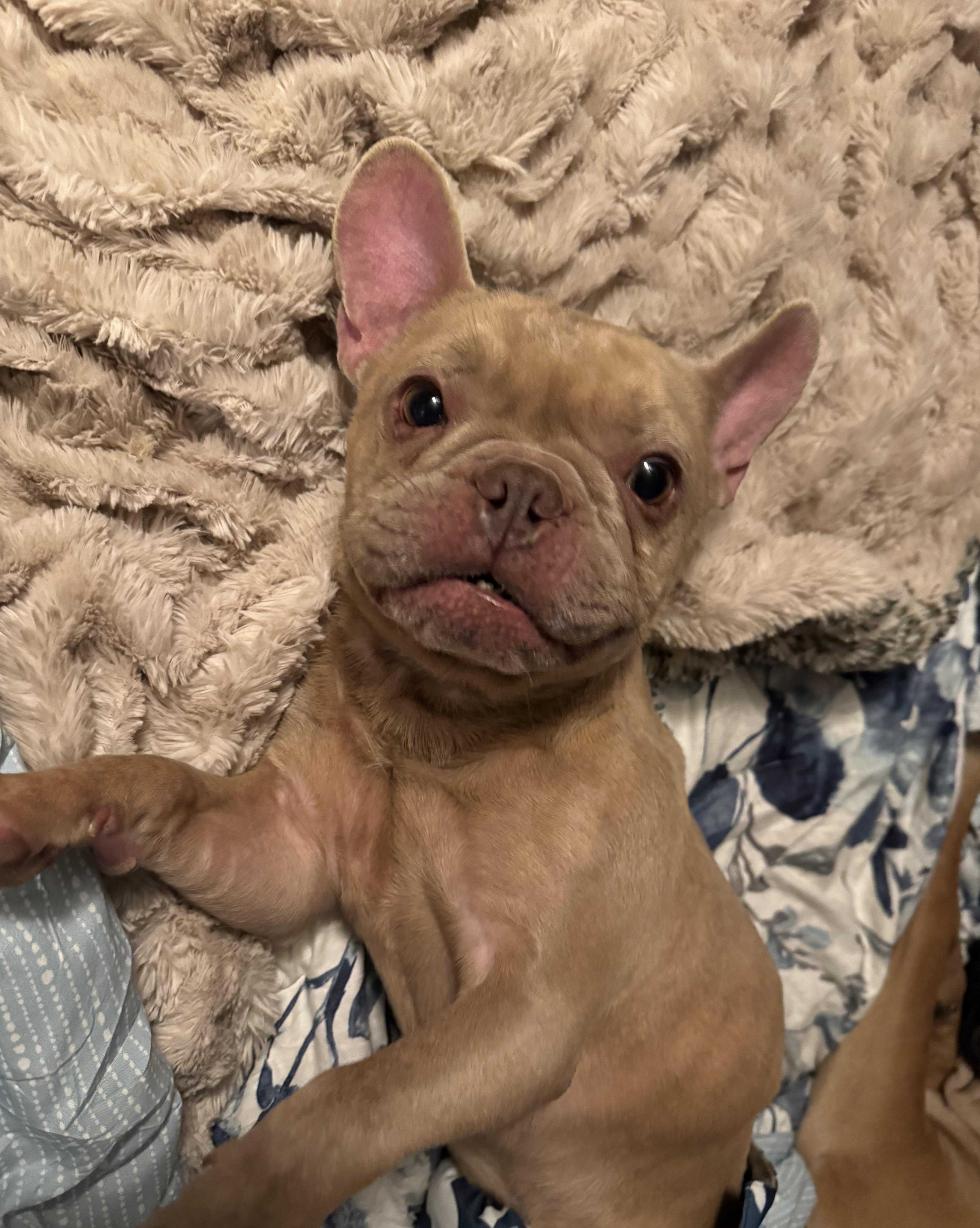 Rocky, Adoptable, Adult Male French Bulldog.
