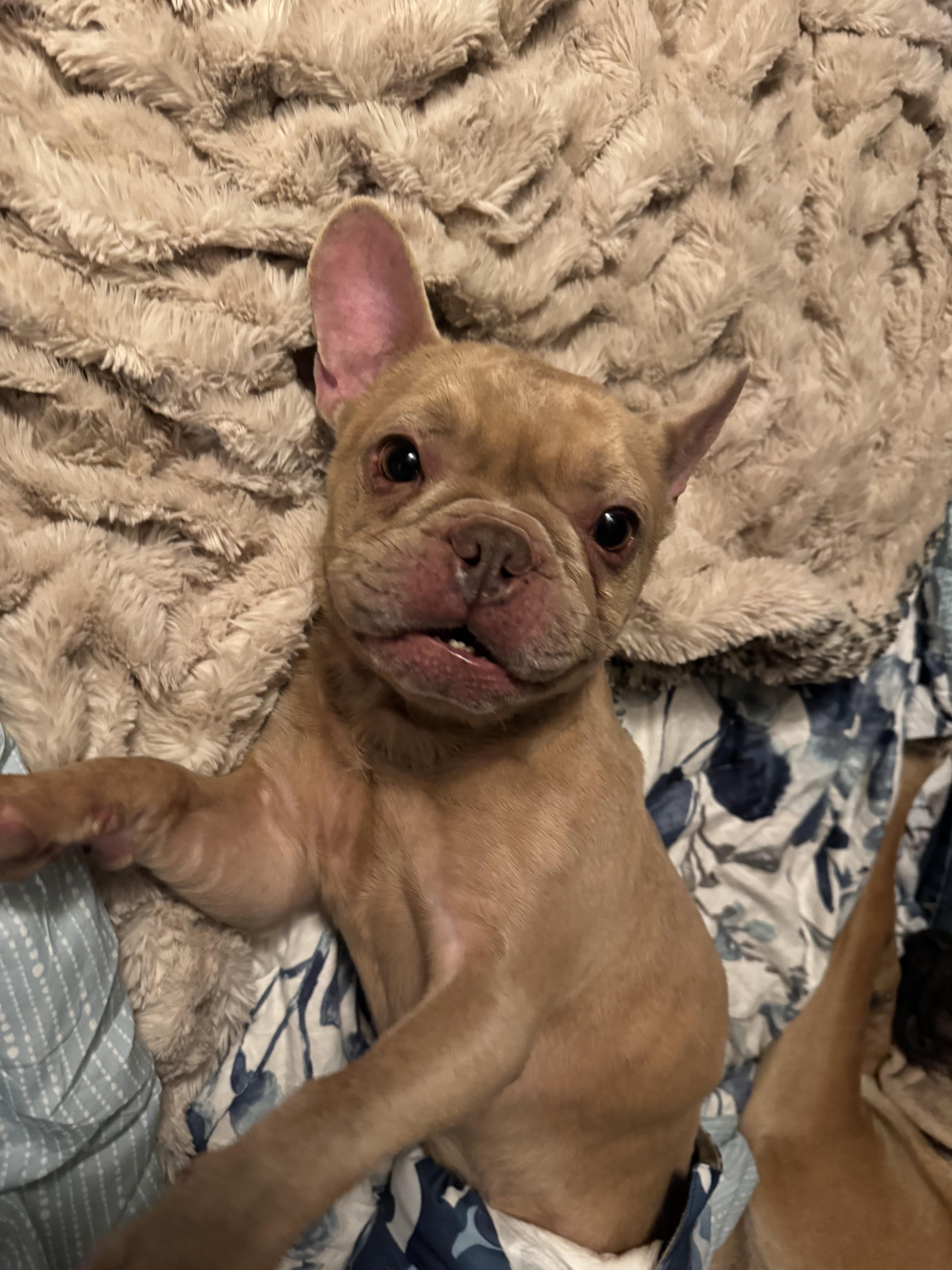 Enlarge Rocky, a Adoptable French Bulldog in North Freedom, WI image 2/3