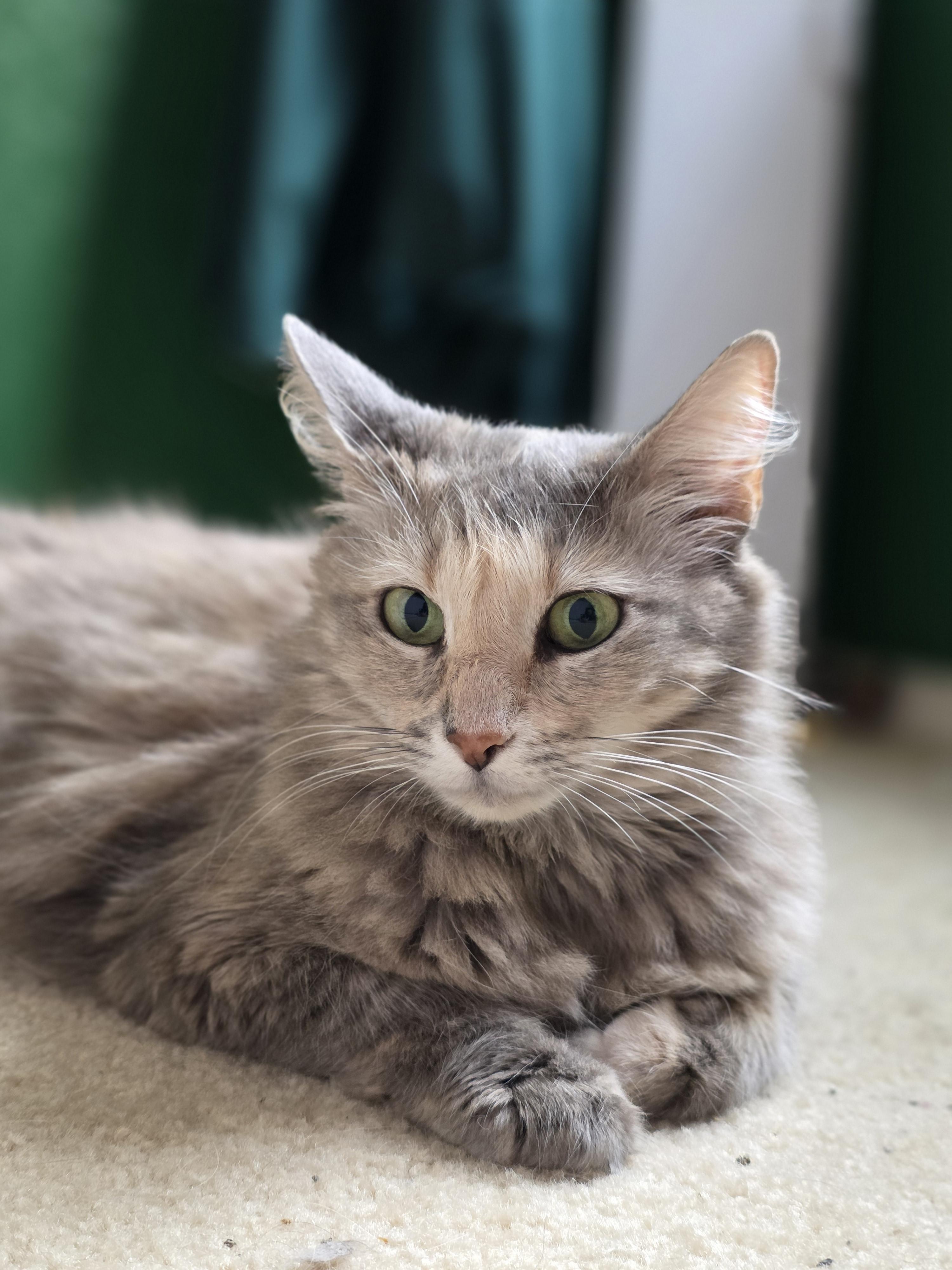 Gruyere (RP), adopted, Adult Female Domestic Medium Hair.
